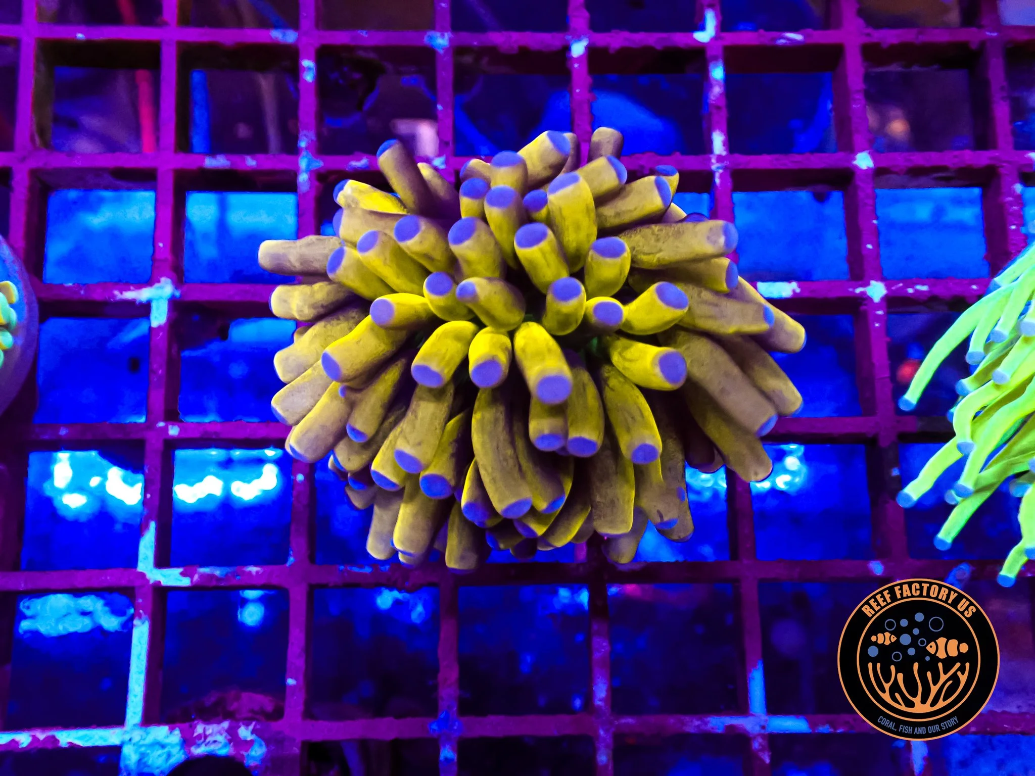 Malaysia Banana Grail Torch