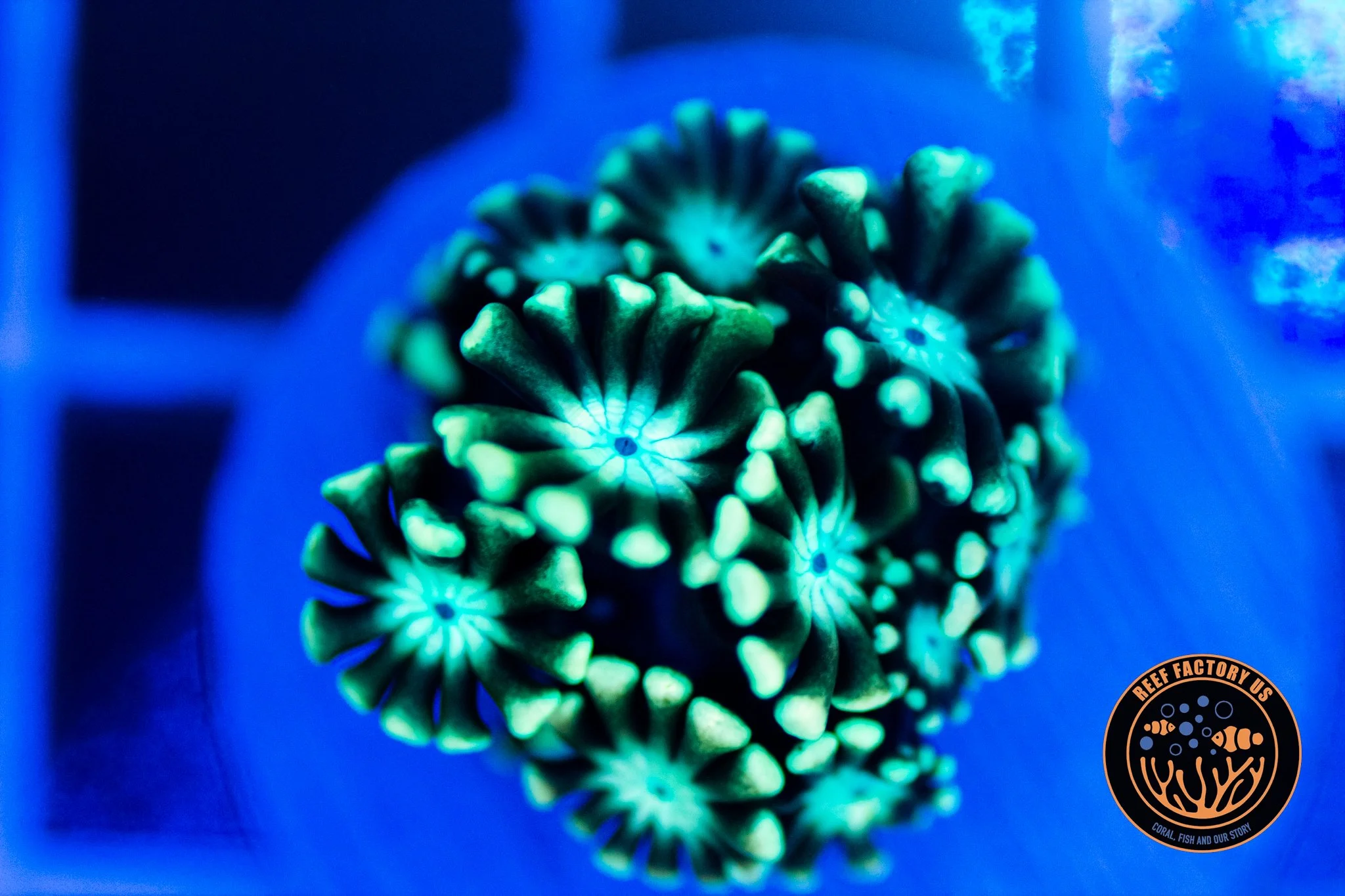 RFU Fantasy Alveopora