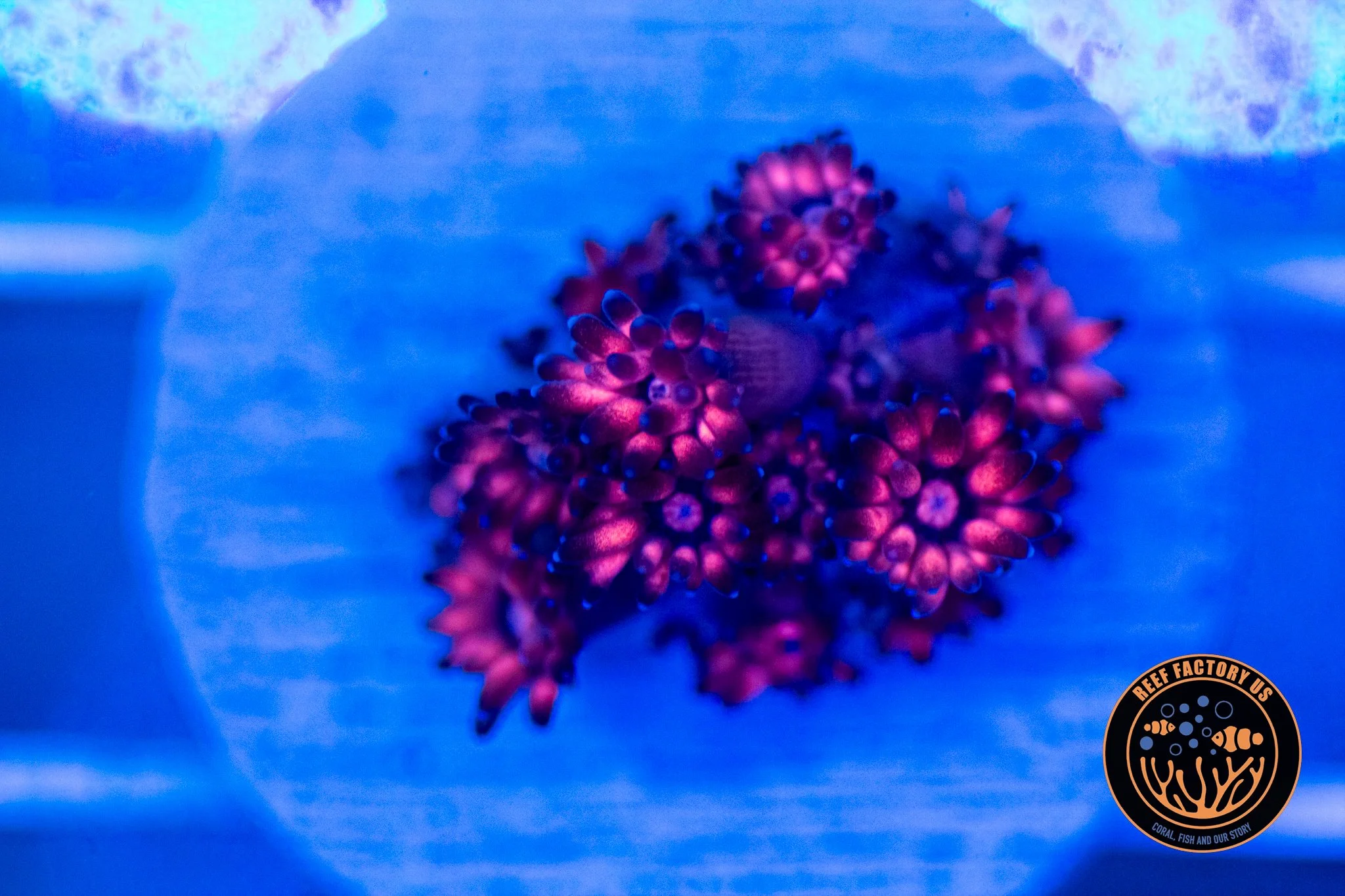 RFU Midnight Ember Goniopora