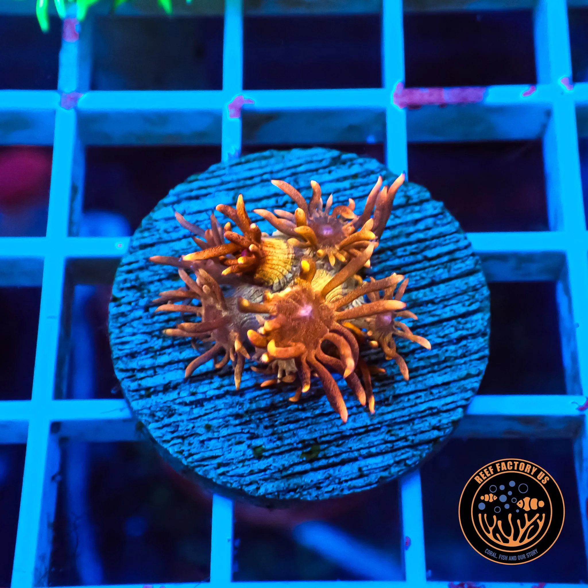 Blaze Ballz Goniopora