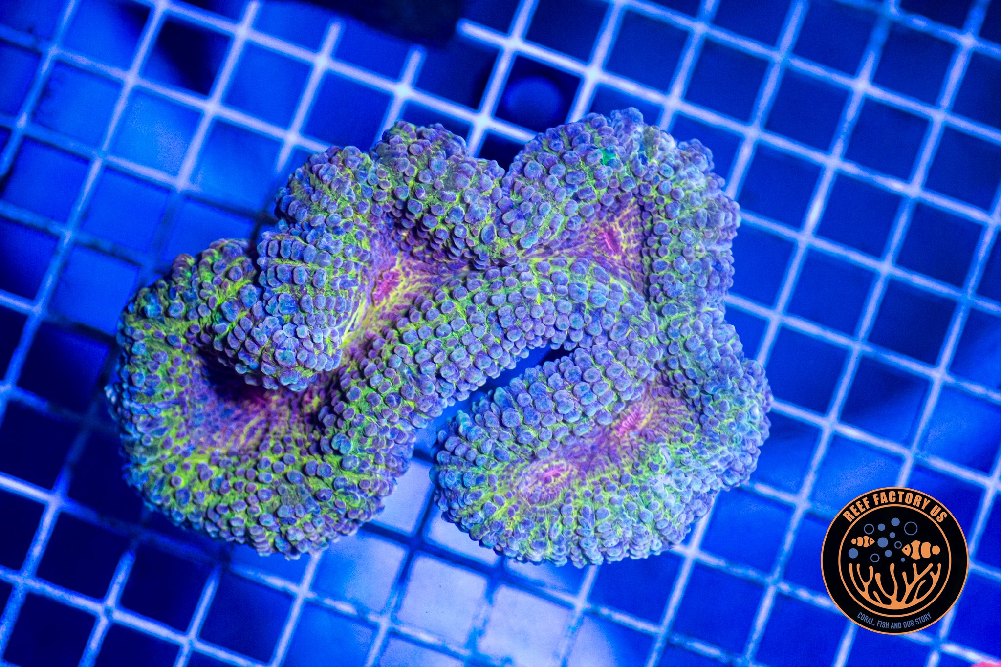 Rainbow Lobophyllia
