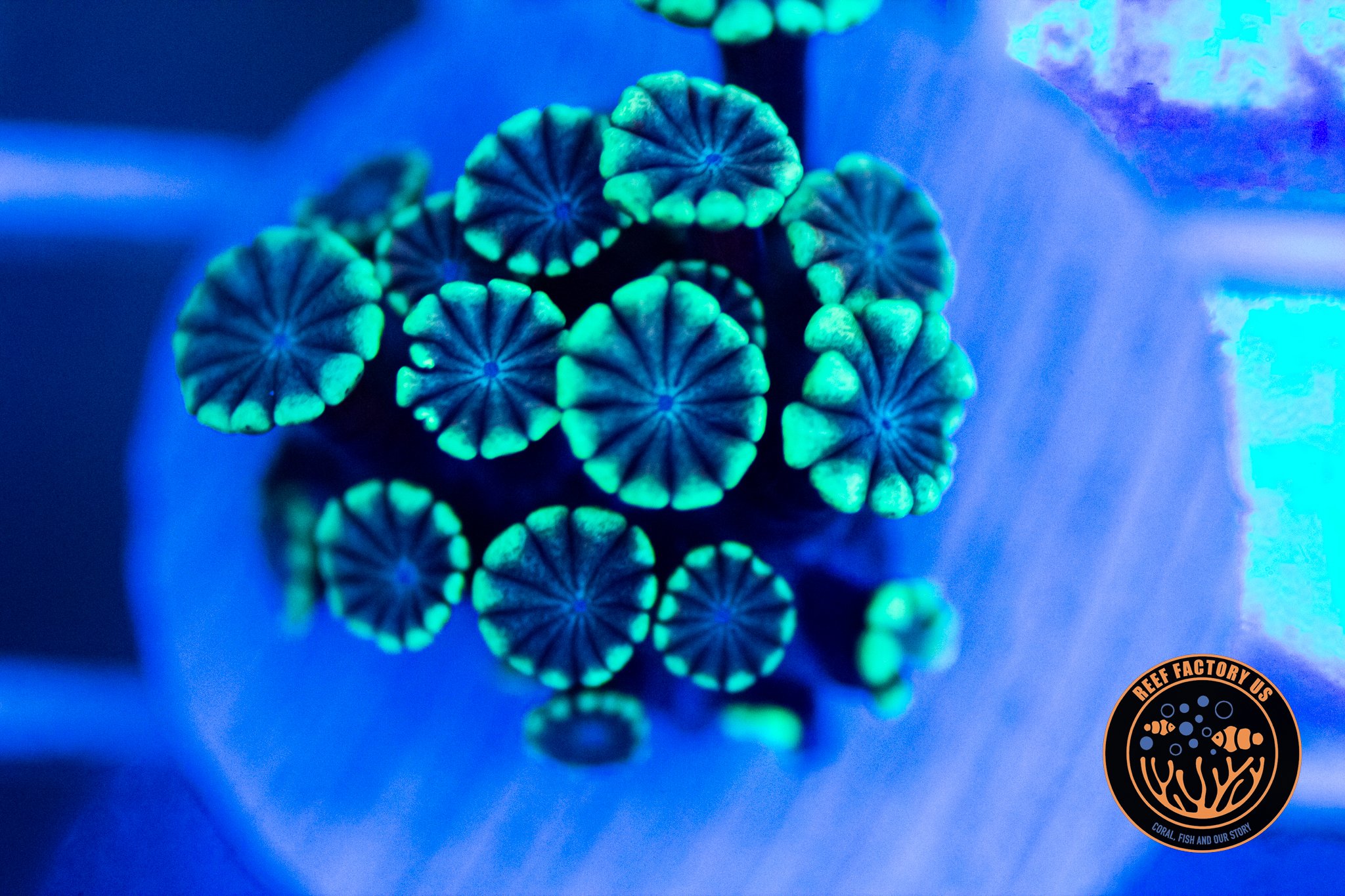 RFU Aussie BLue Green Alveopora