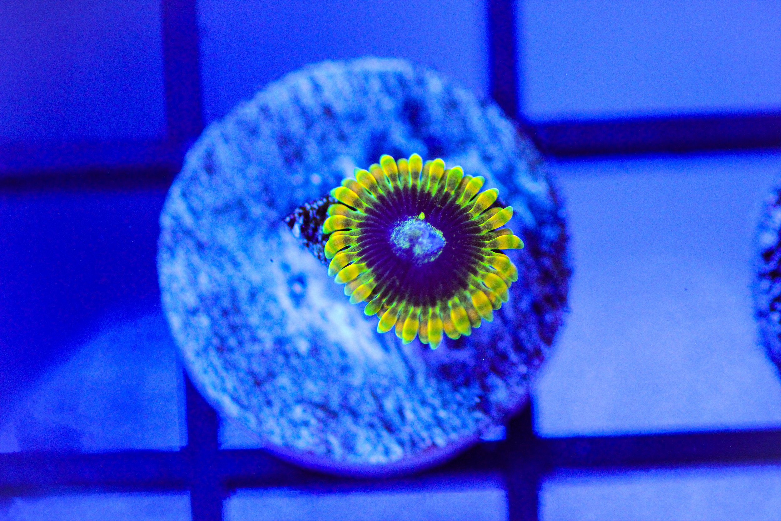 Rainbow Yoda Zoa
