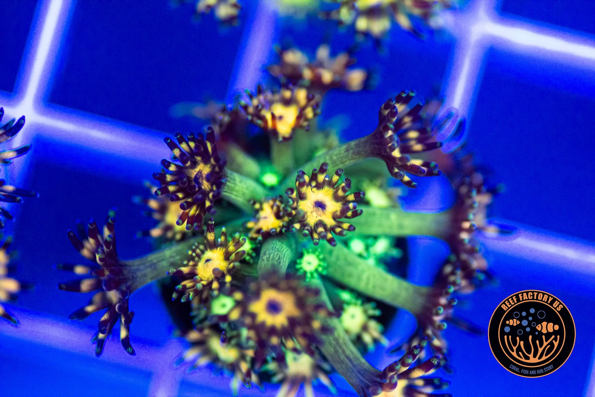 Grand Master Goniopora