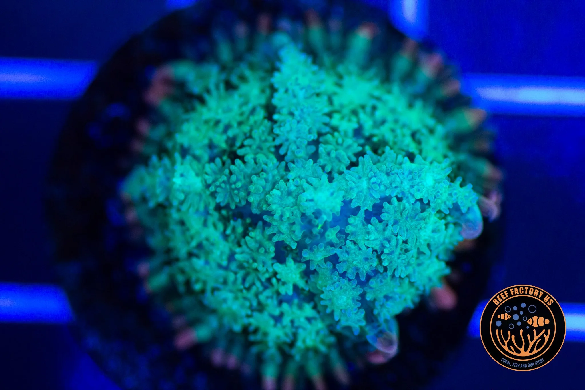 Frankenstein Bounce Mushroom