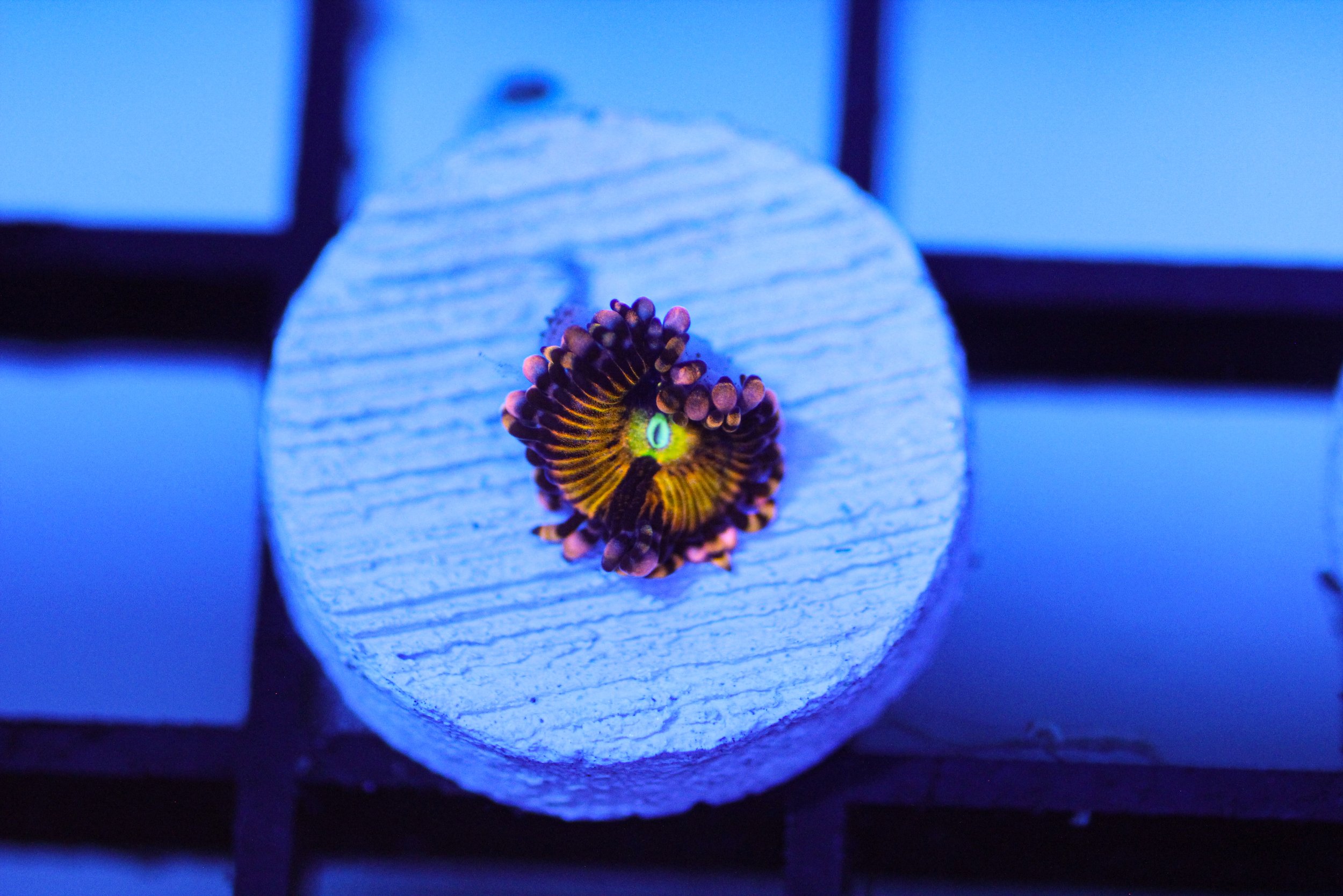 Sakura Sunrise Zoa