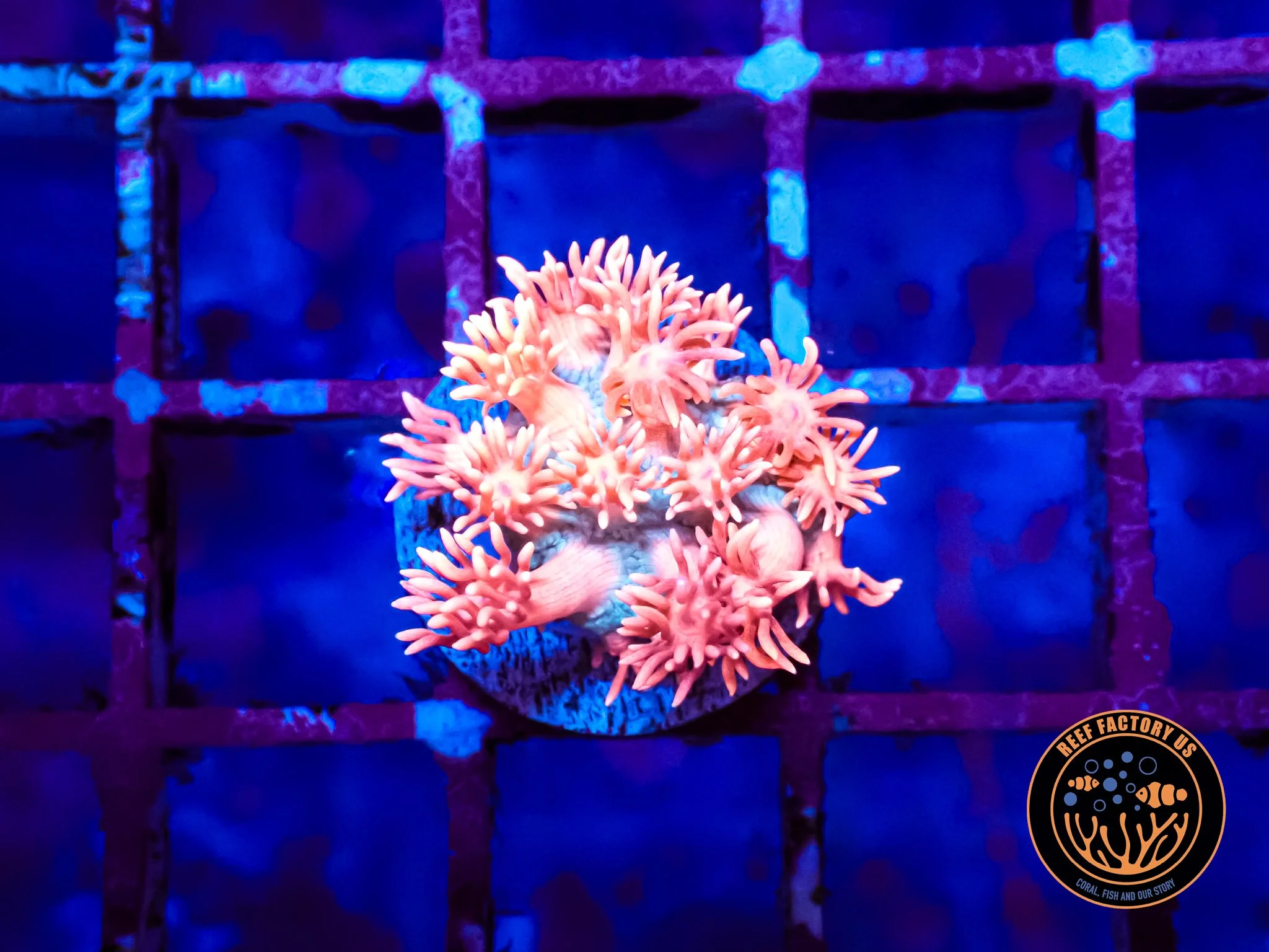 Baby Pink Goniopora