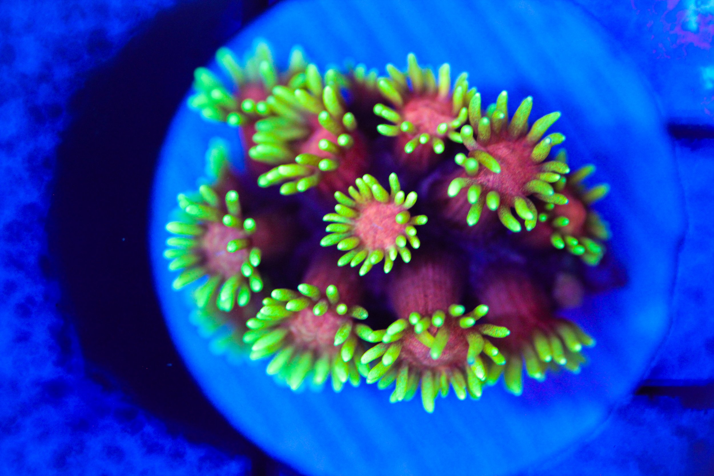 Flame Tip Goniopora