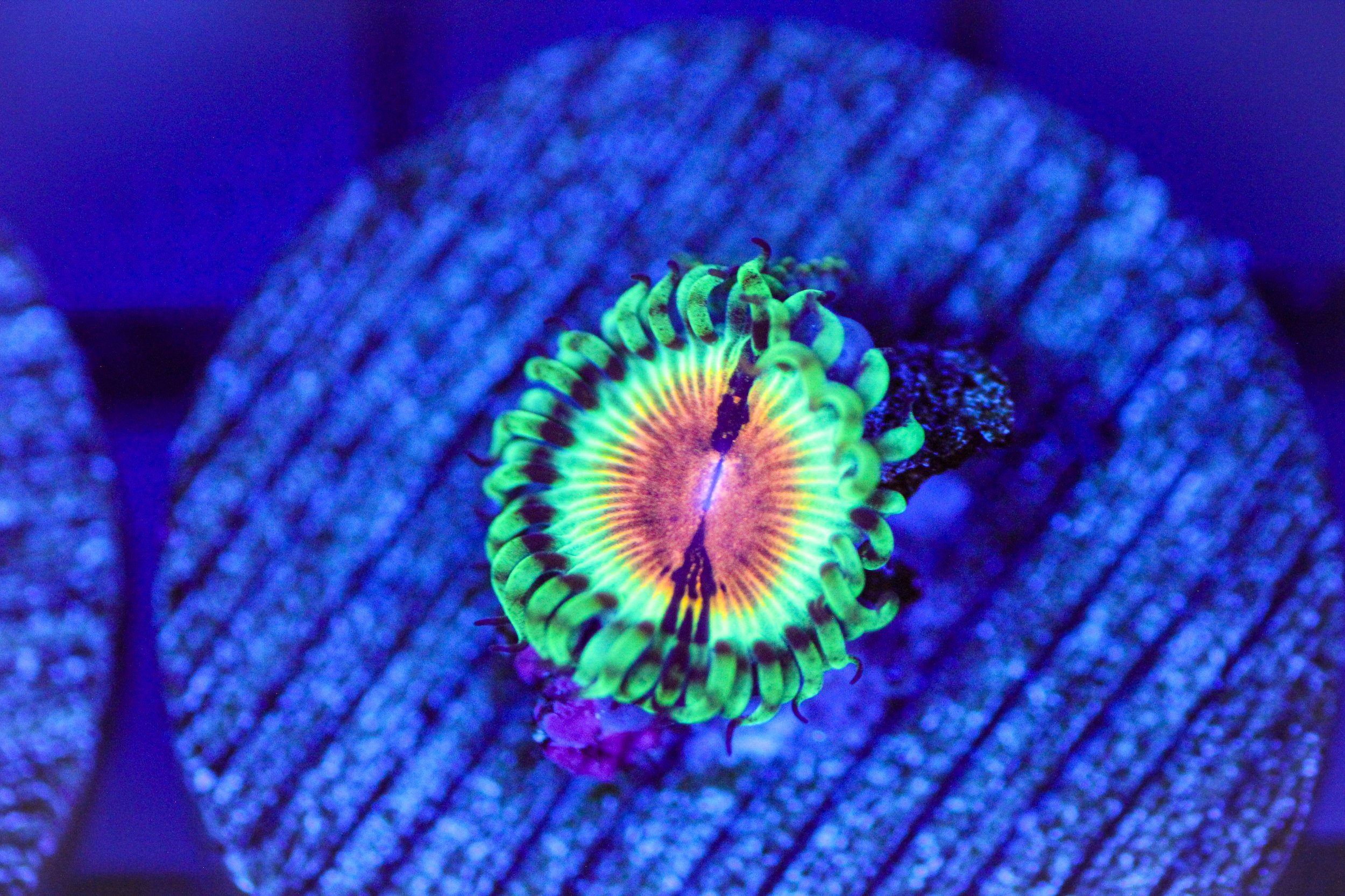 JF Blood Shot Zoa
