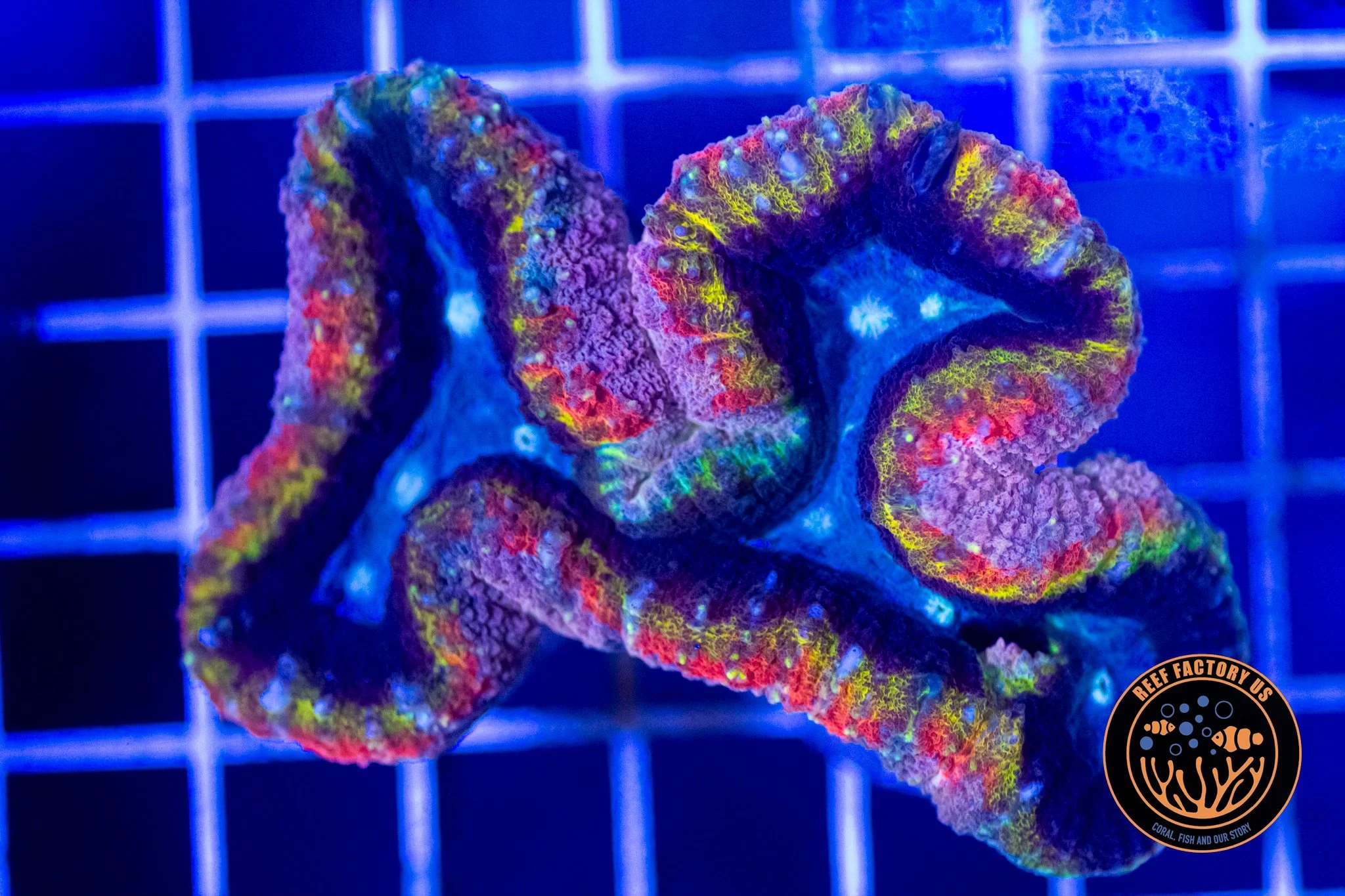 Rainbow Lobophyllia