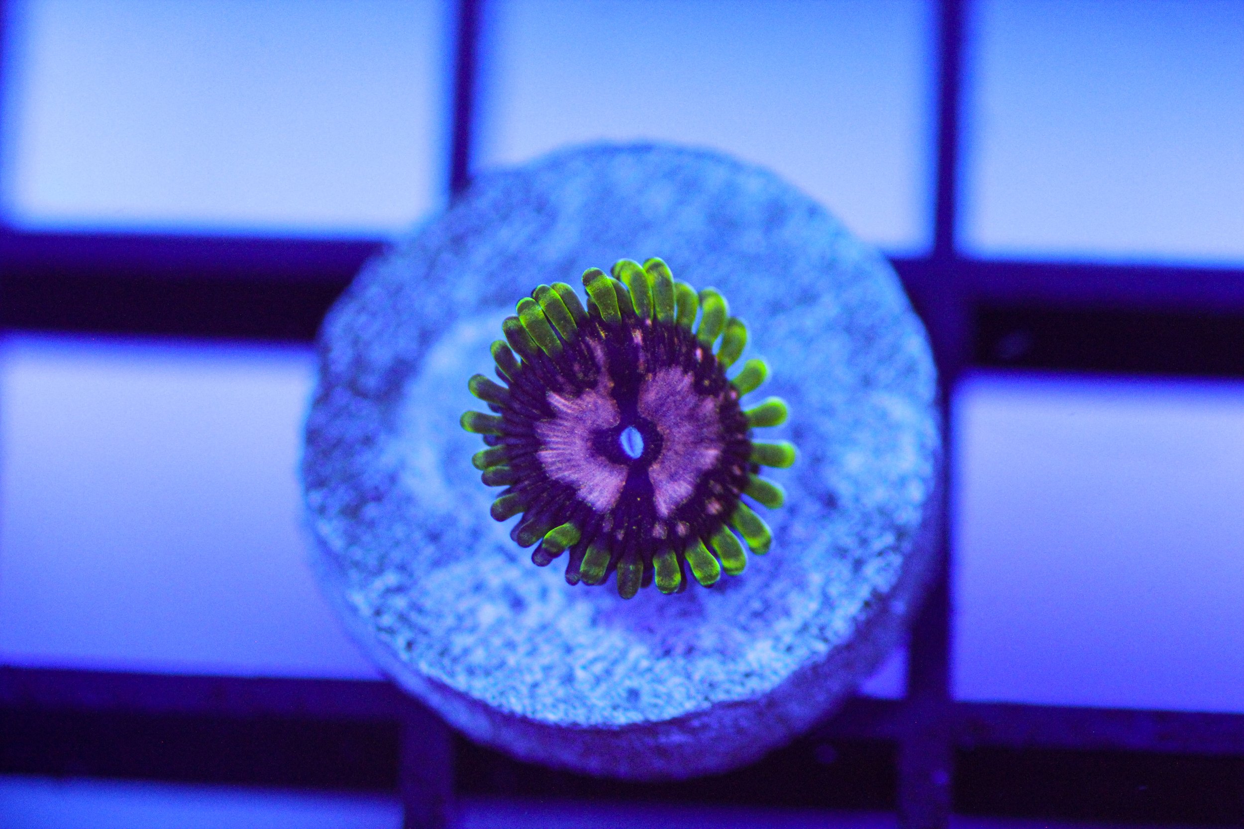 Purple Monster Zoa