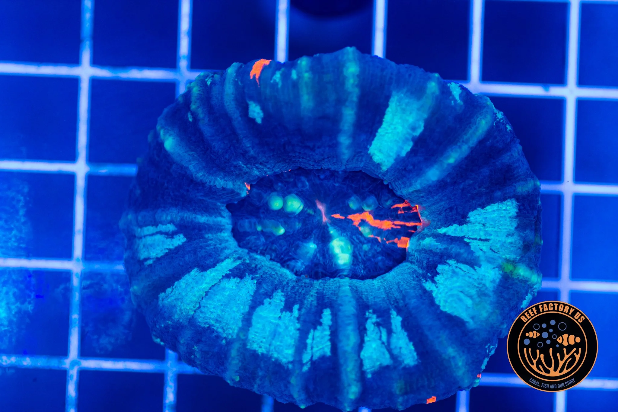 Ultra Warpaint Scoly