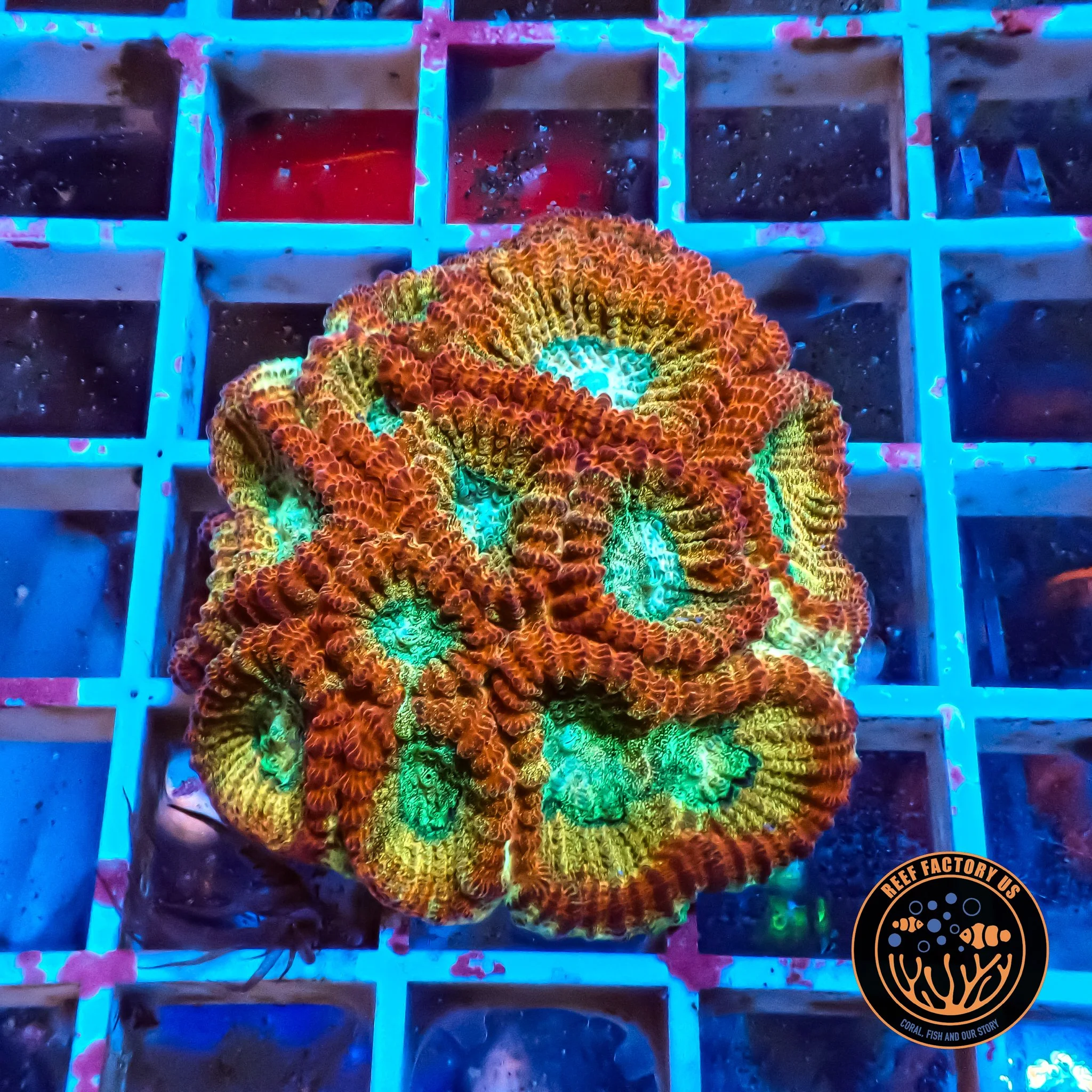 Rainbow Favia