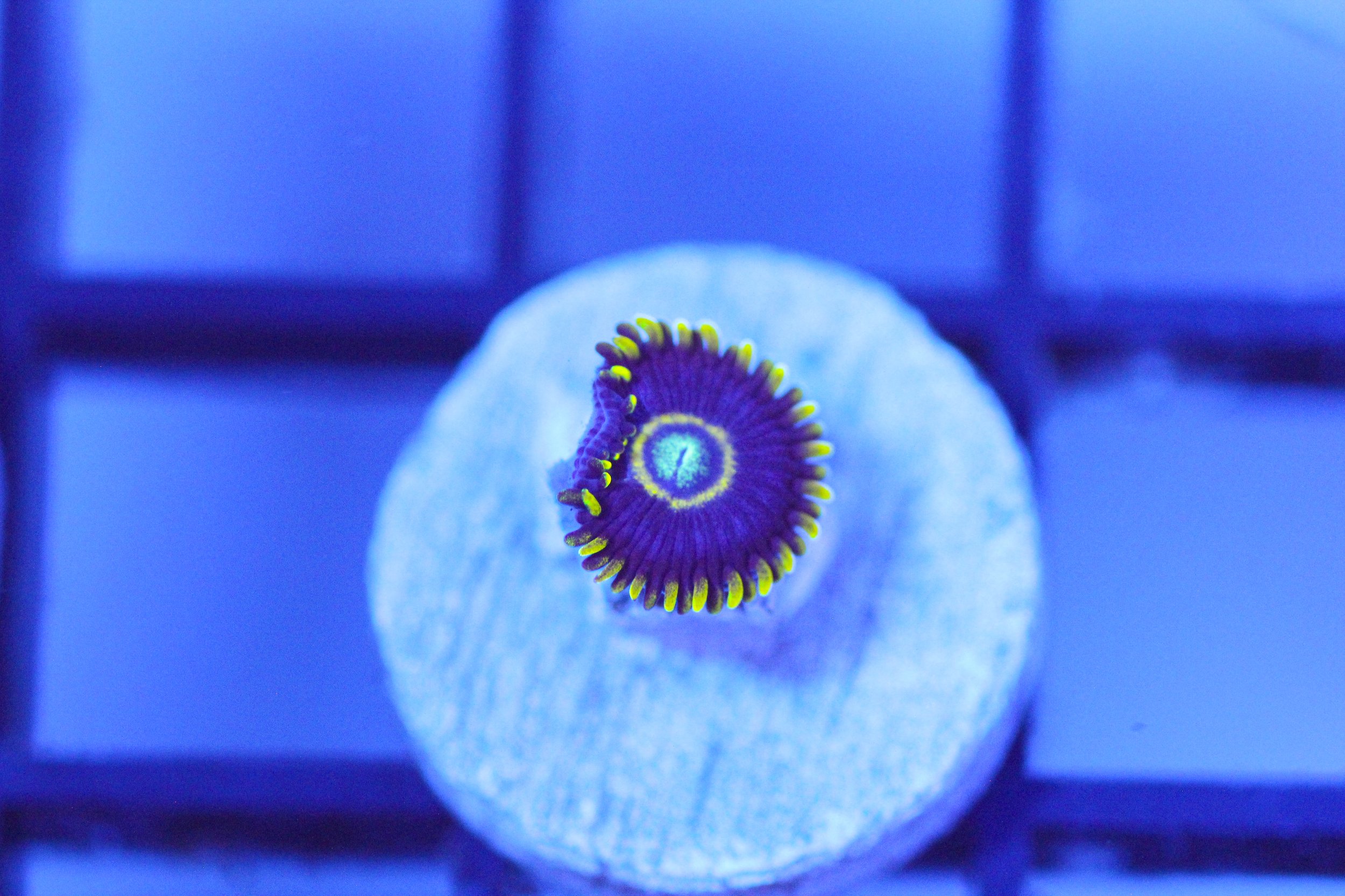 Blue Hornet Zoa