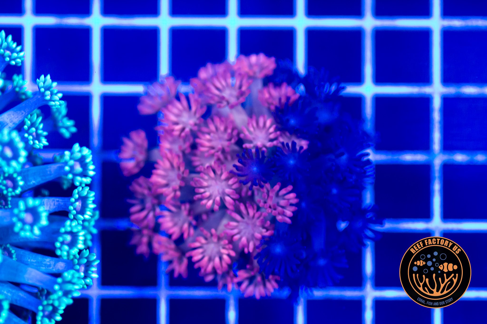 Naturally Grafted Goniopora