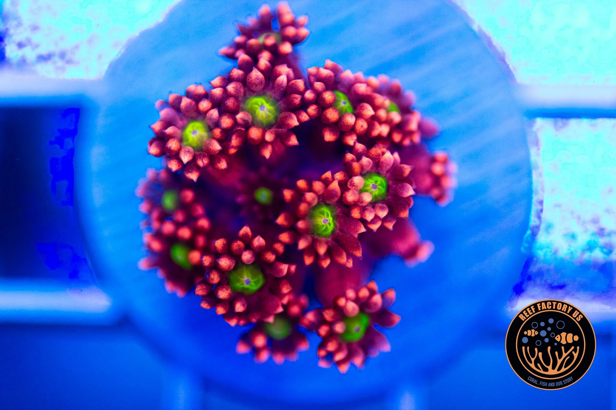 RFU Candy Apple Goniopra