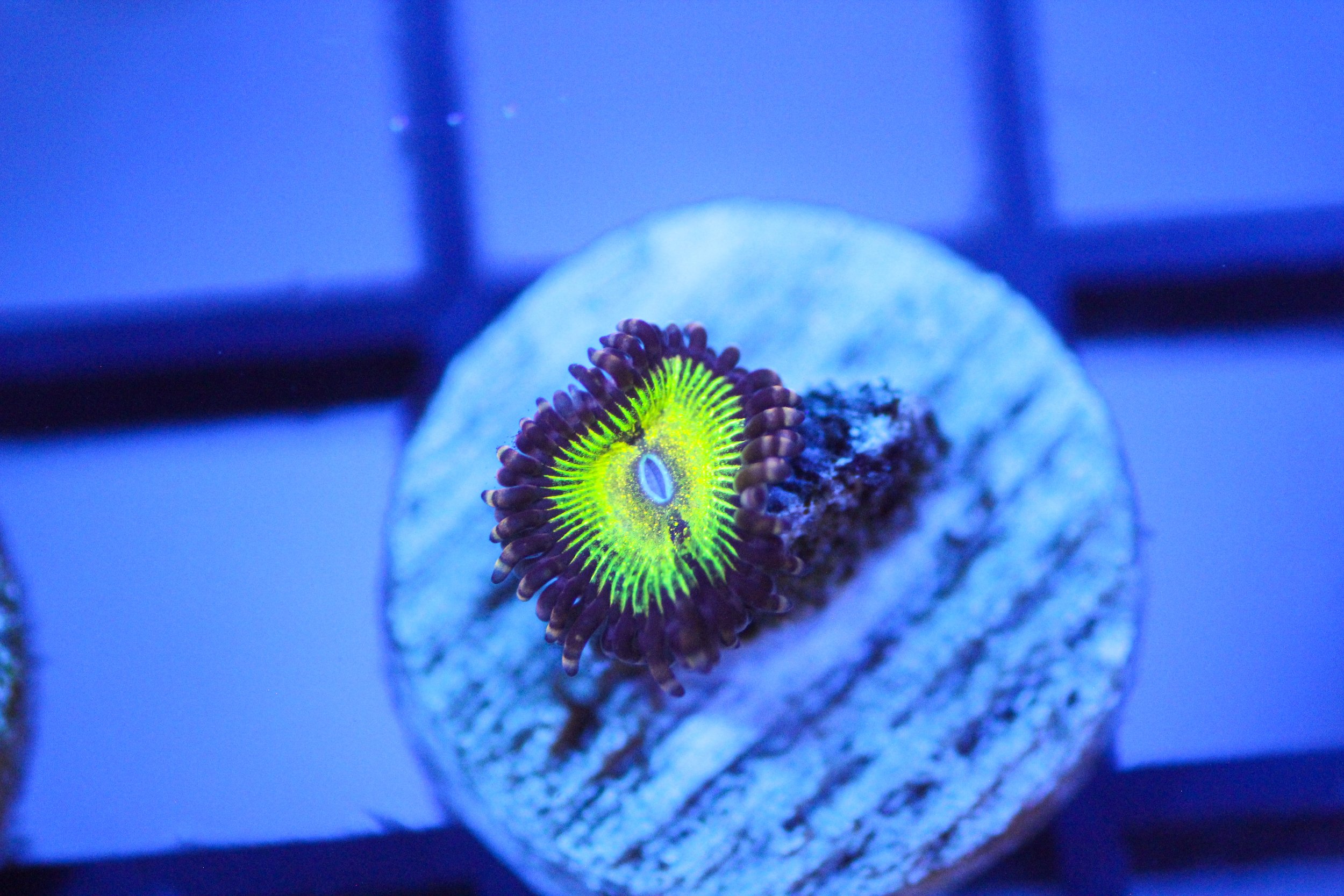 C2C Astro Blaster Zoa