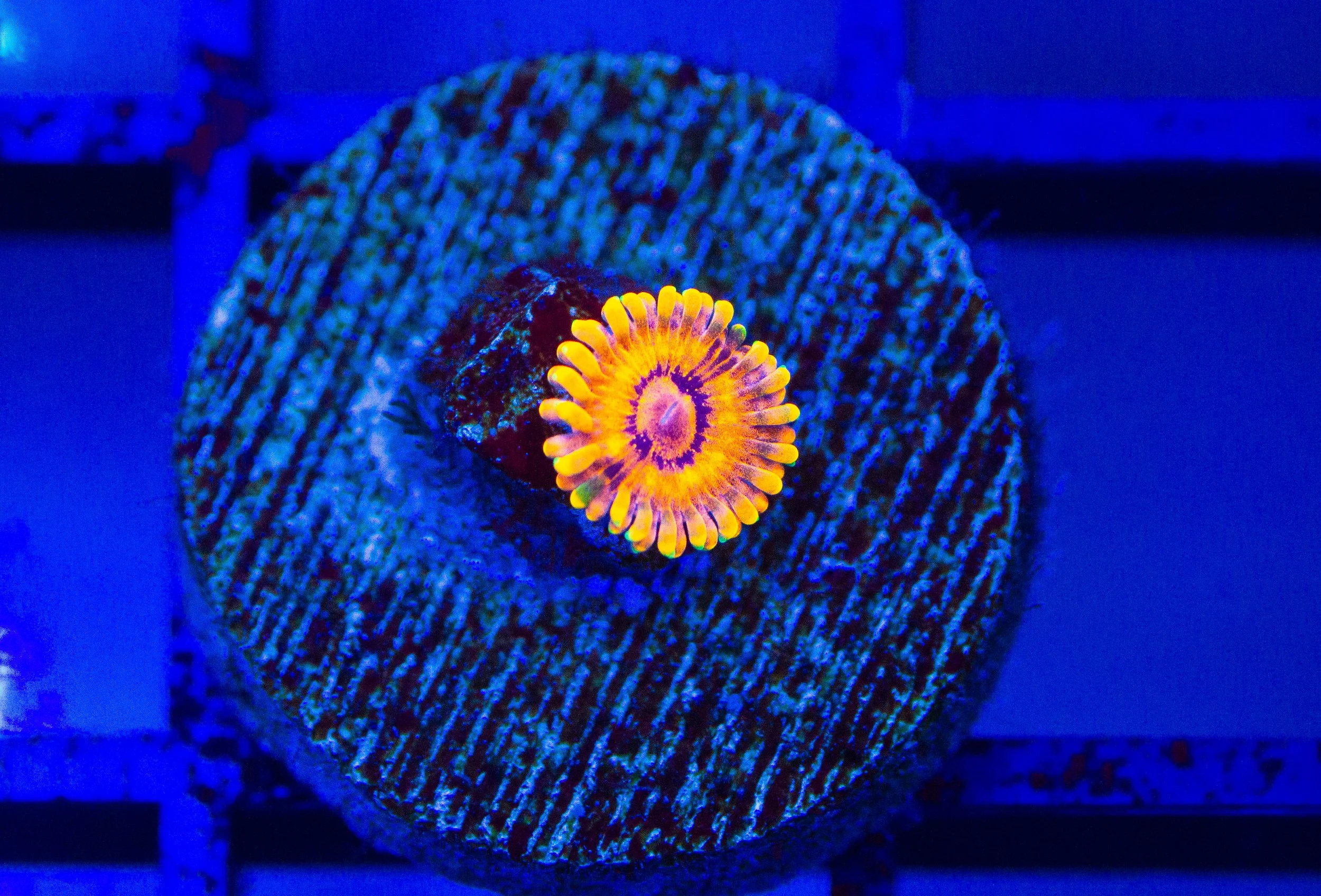 Burning Ember Zoa