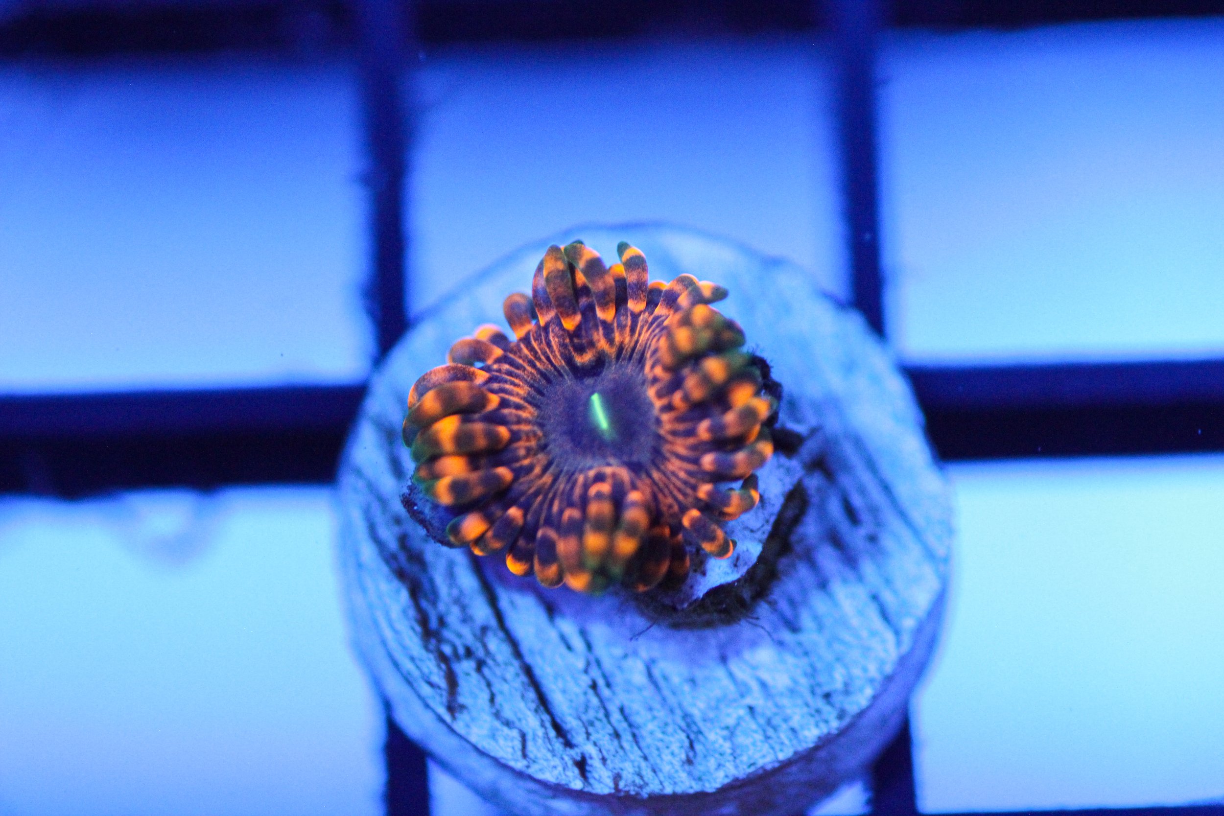 Fairy Fart Zoa