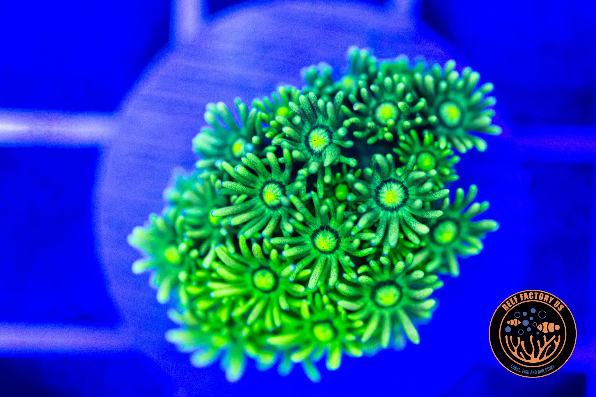 RFU Pin Stripe Goniopora