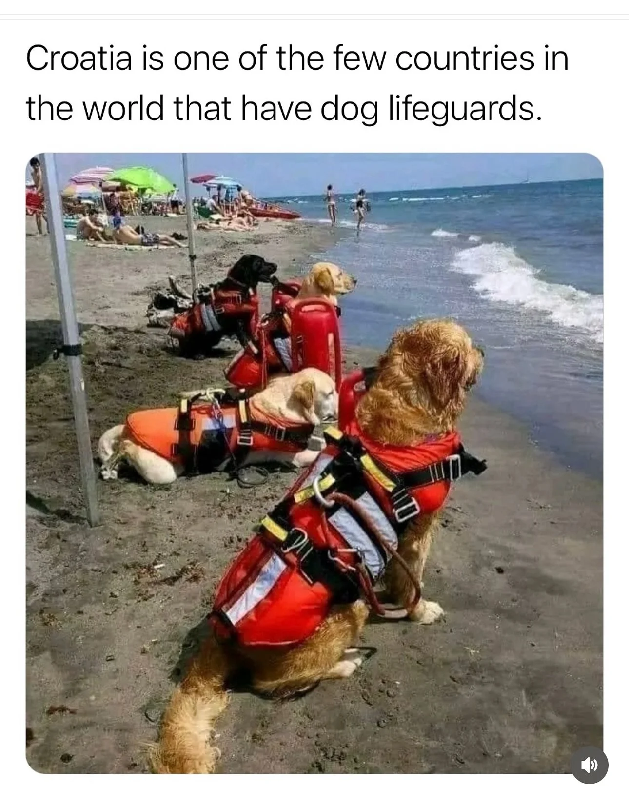 Happy Spring Sunday! May you find something good and green and growing today, and pass it on. 

🌿🌱

Today&rsquo;s #sundaycollage is shared from:
@thishowthingswork 
@nytimes 
@imjustculture 
@beautyambra 
@apnews 
@mariashriver 
@sharonsaysso 
@tra