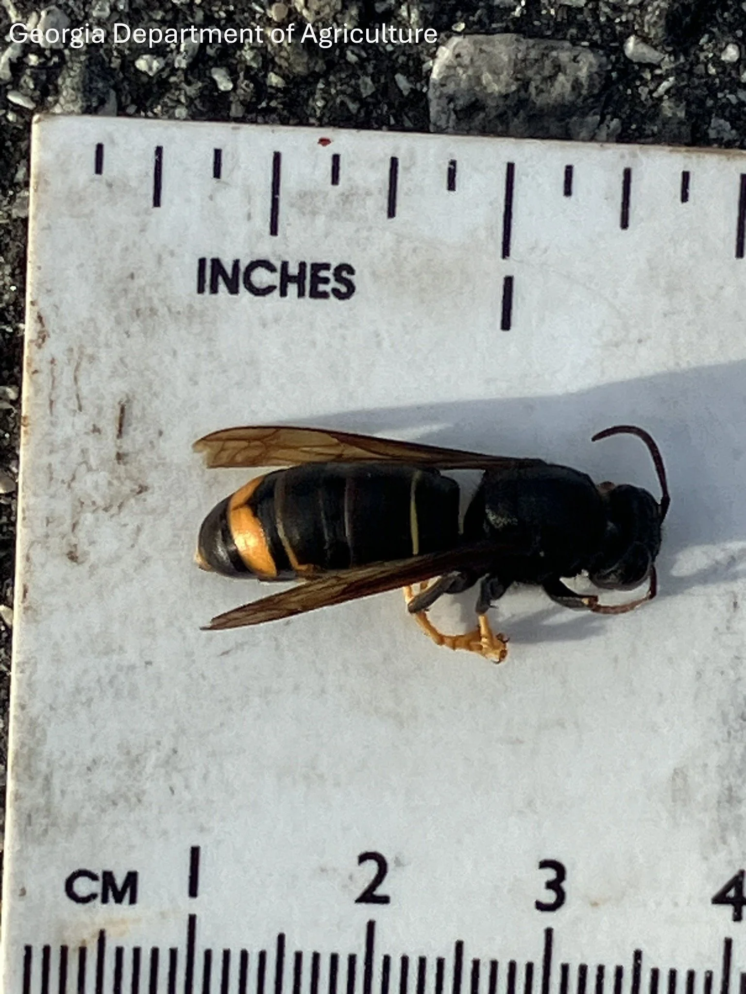 Yellow-Legged Hornet