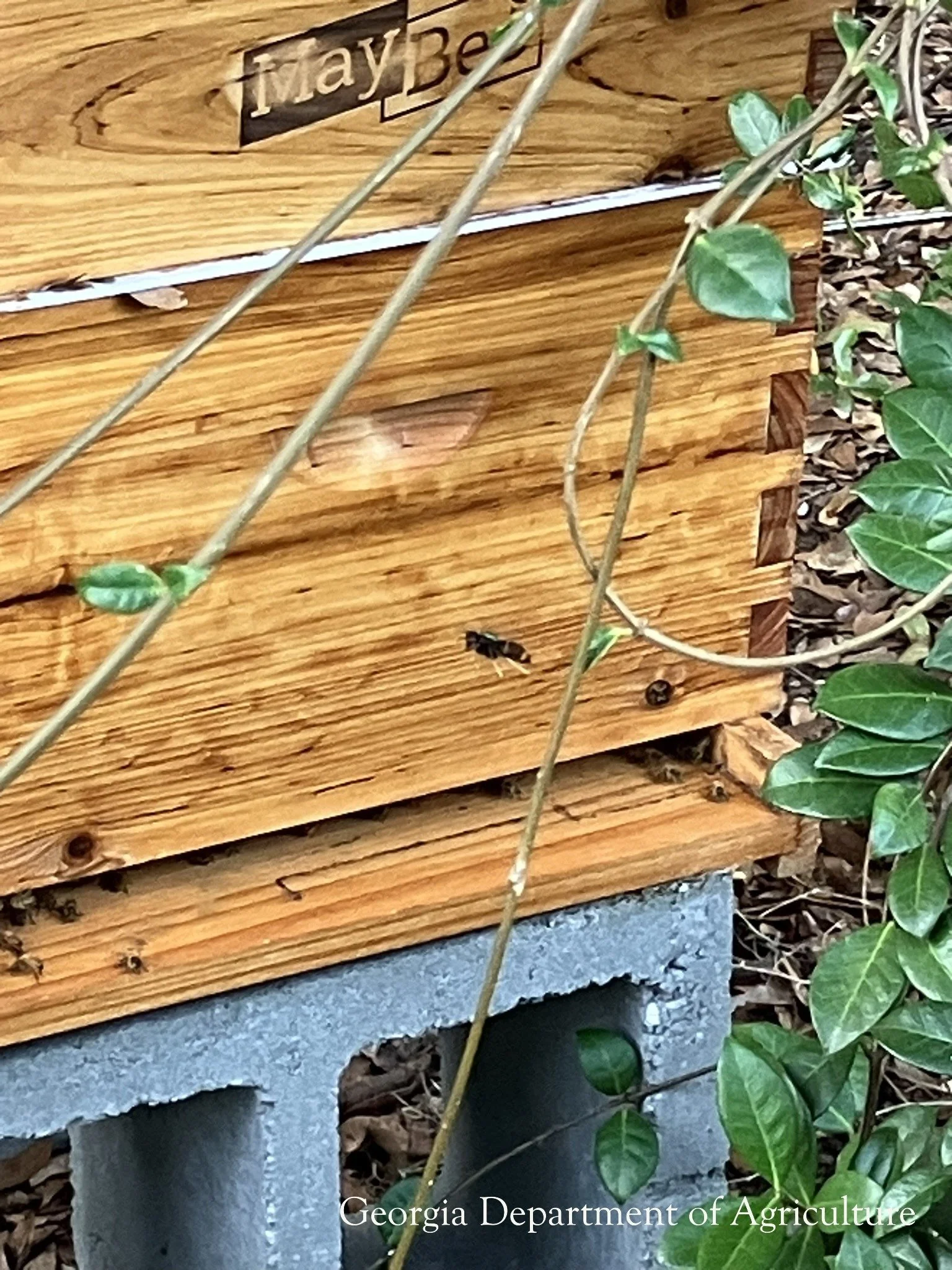 Yellow-Legged Hornet "Hawking"
