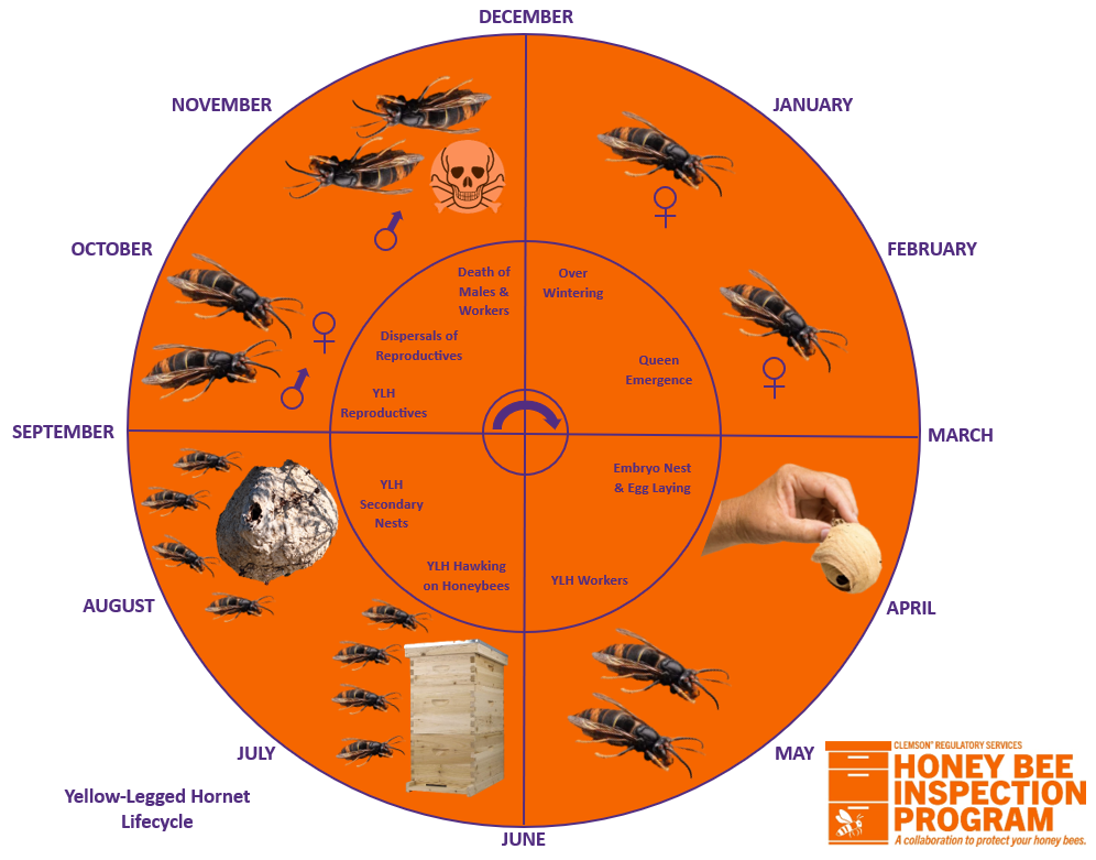 Yellow Legged Hornet Life Cycle- Clemson