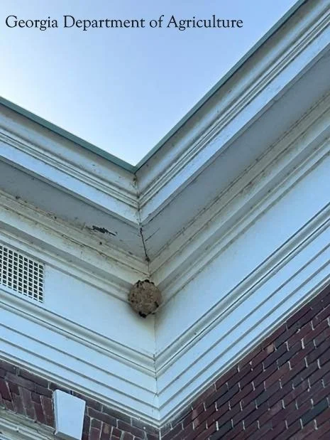Yellow-Legged Hornet Primary Nest