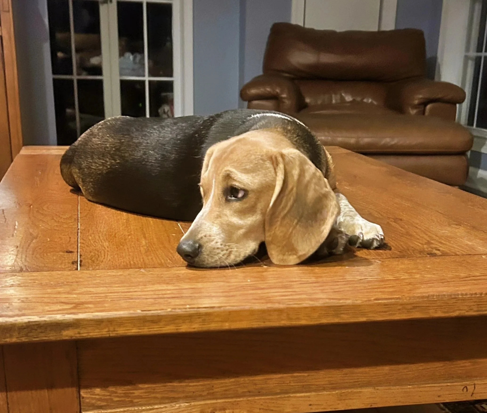 A Letter from a Beagle to Her Staff