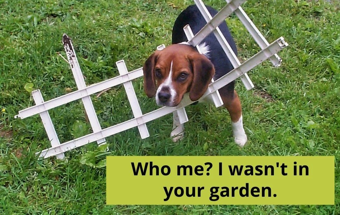 Beagles Are Not Dogs