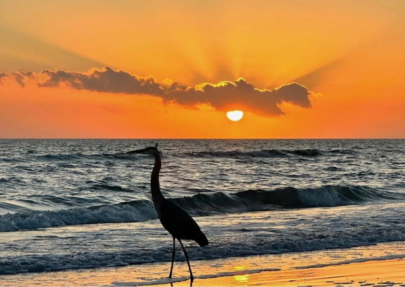 Flyer option egret.jpg