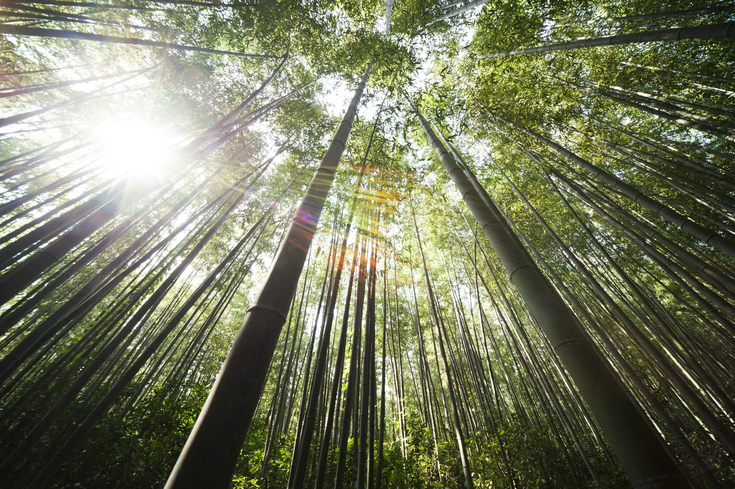 a sunlit bamboo forest