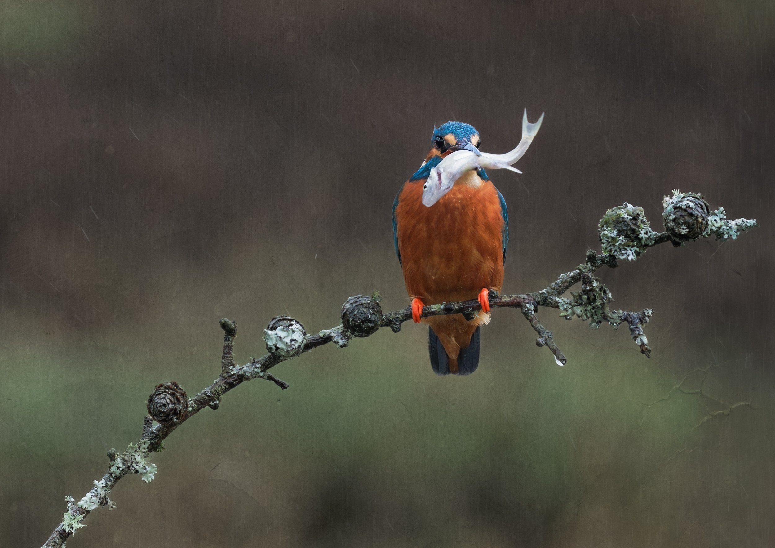 Kingfisher with Fish.jpg