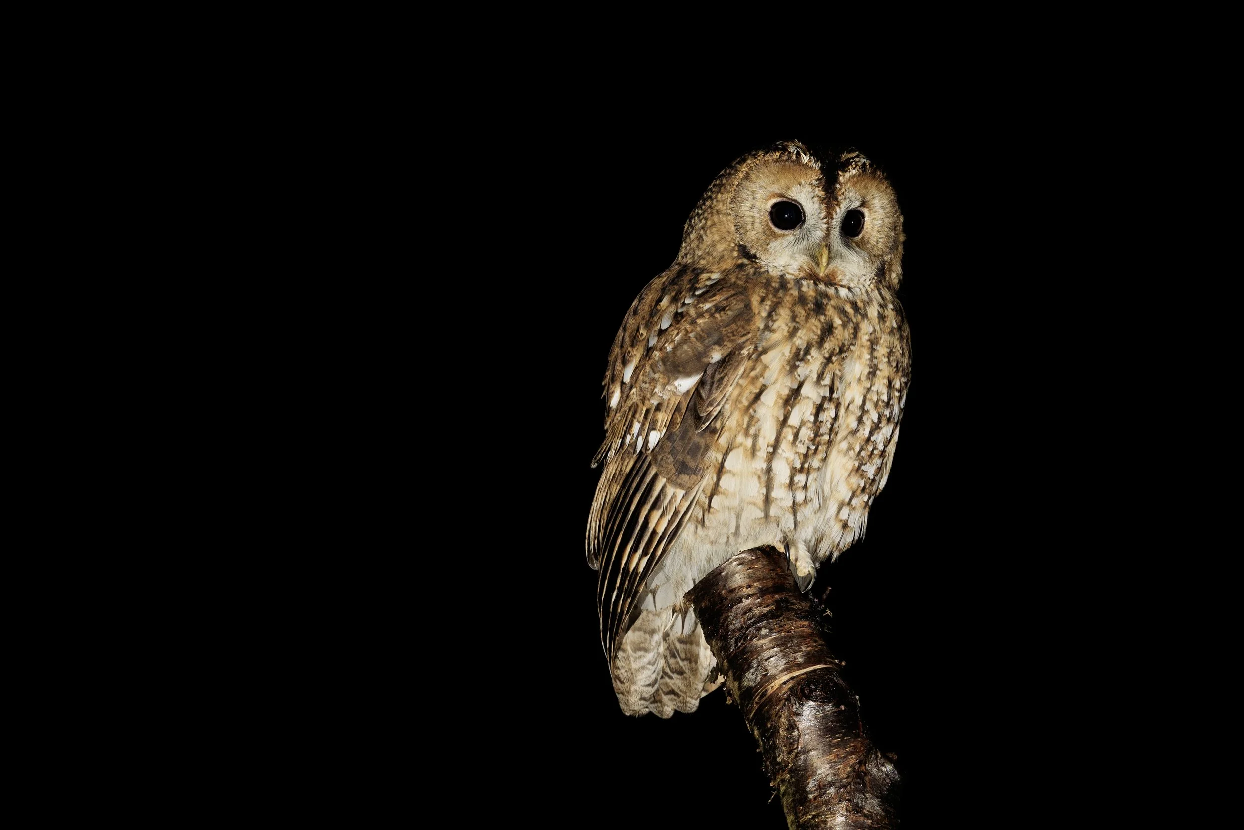 Tawny Owl.jpg