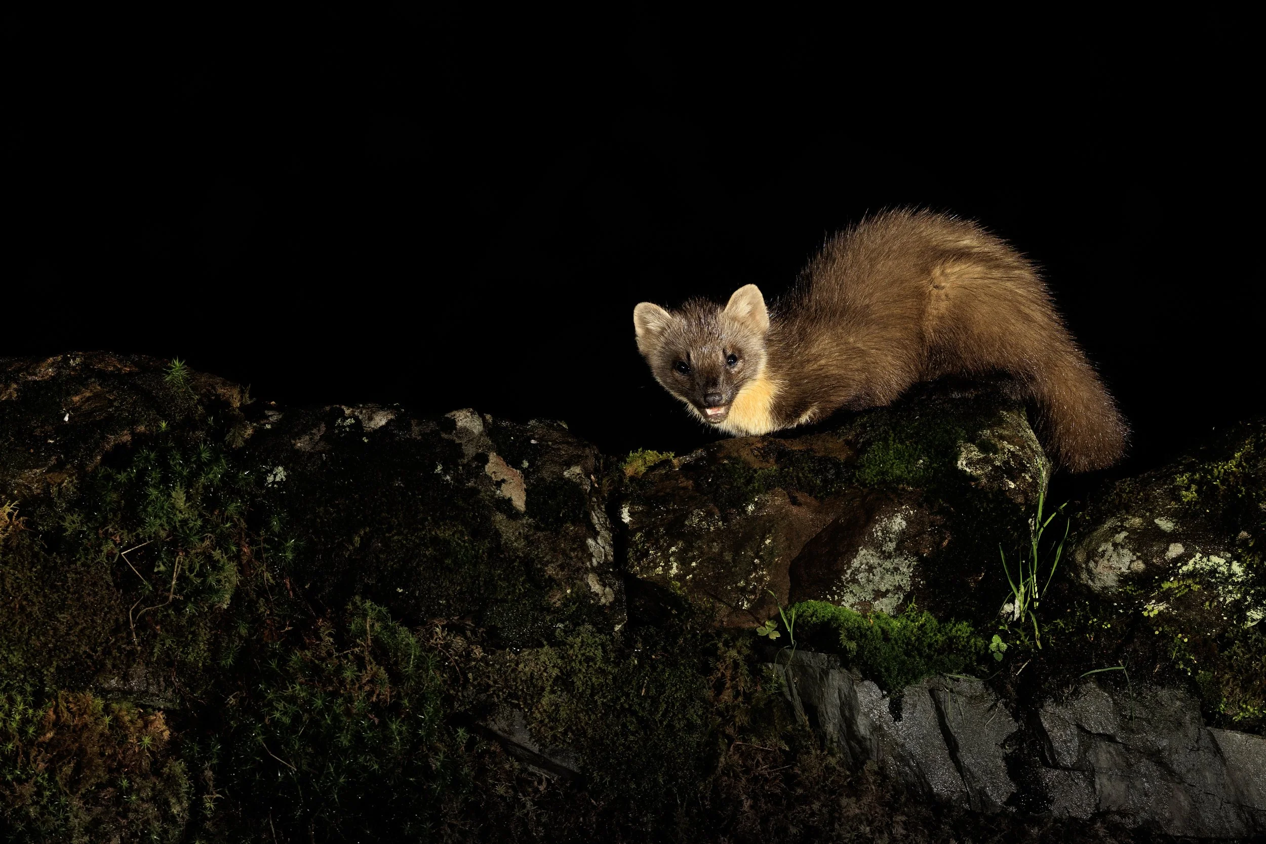 Pine Marten.jpg