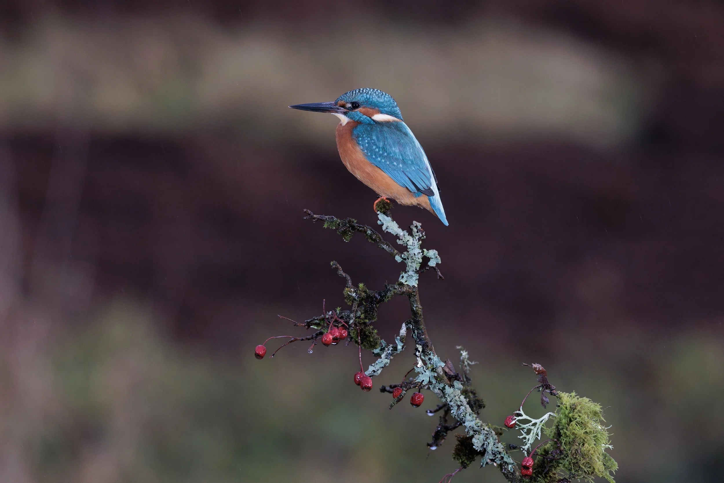 Kingfisher.jpg