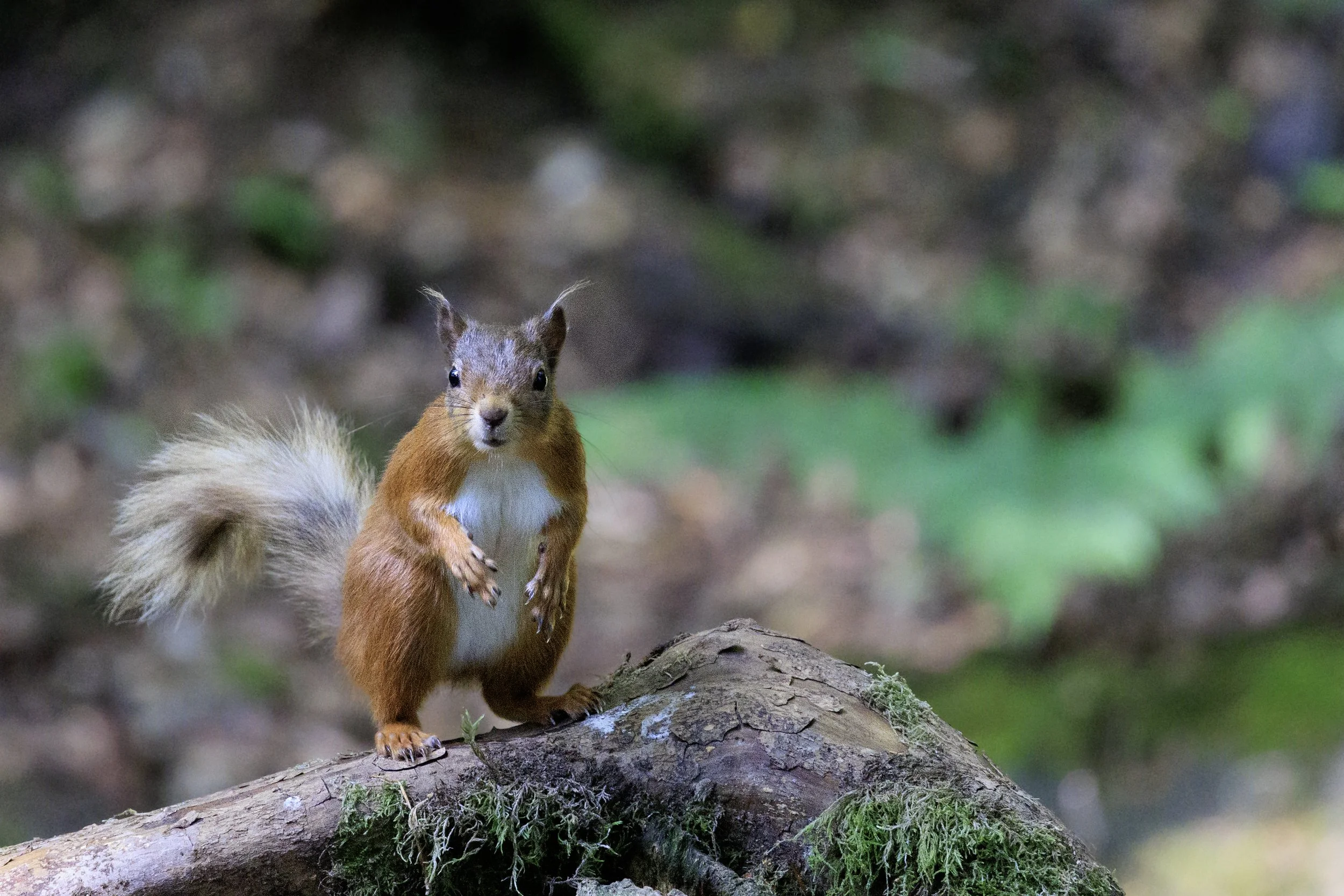 Red Squirrel.jpg