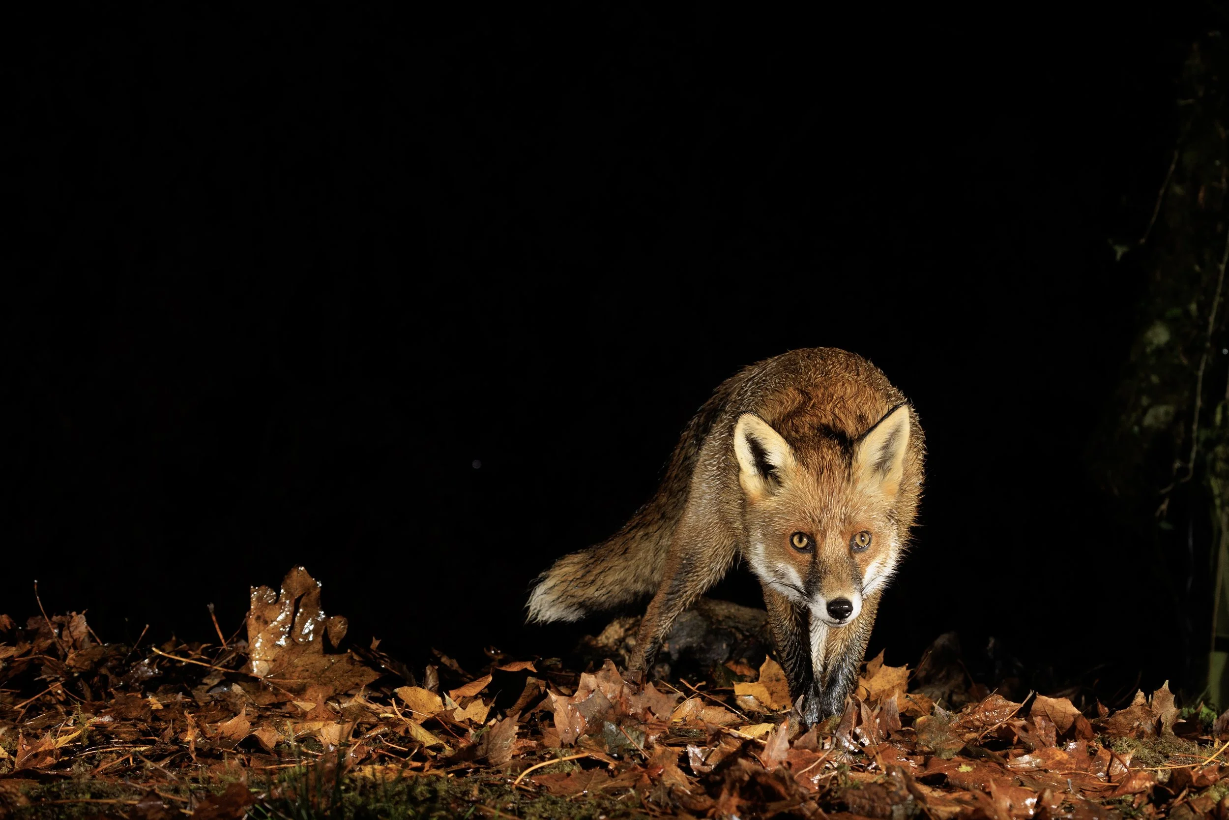 Fox.jpg