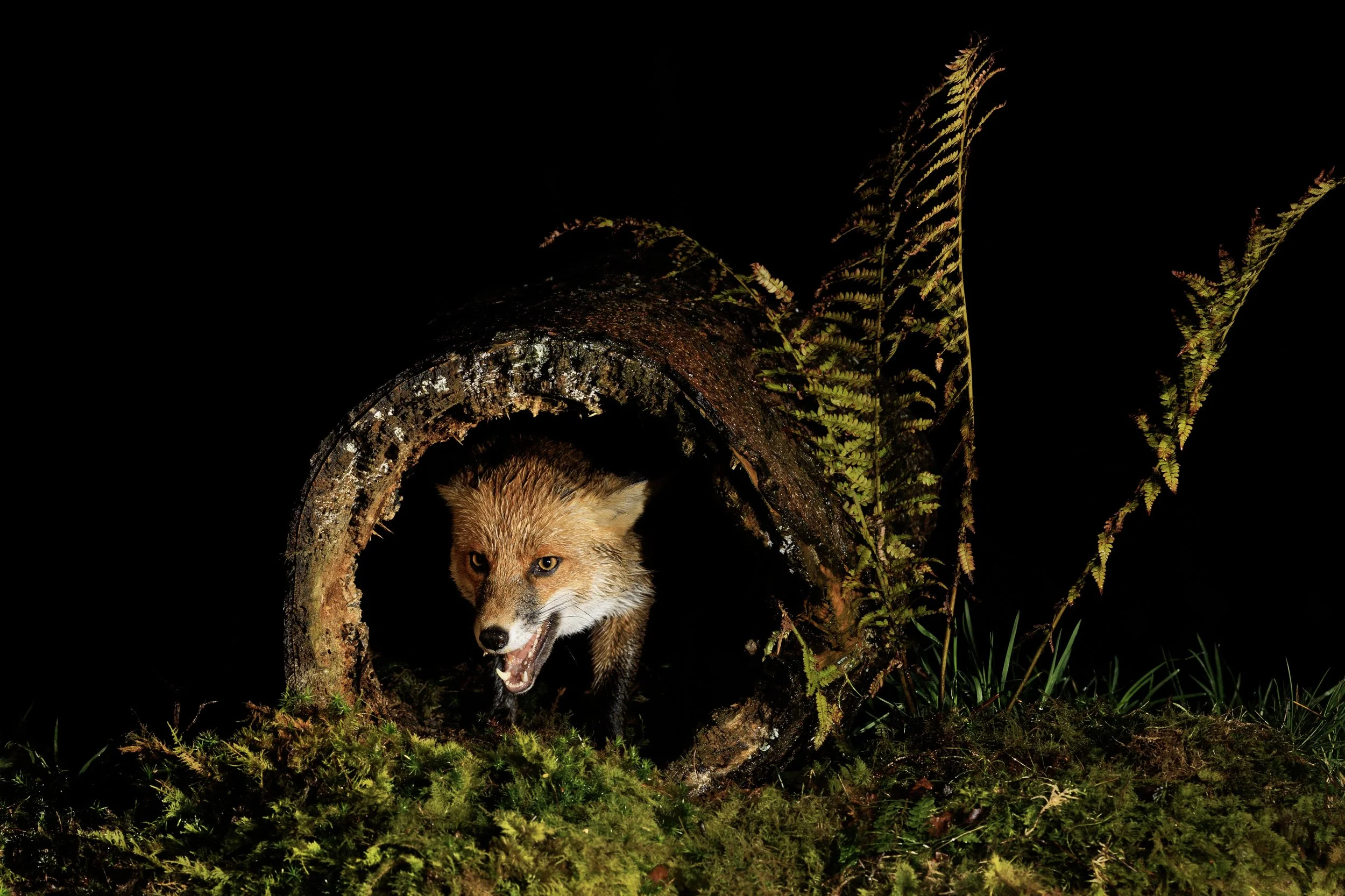 Fox.jpg