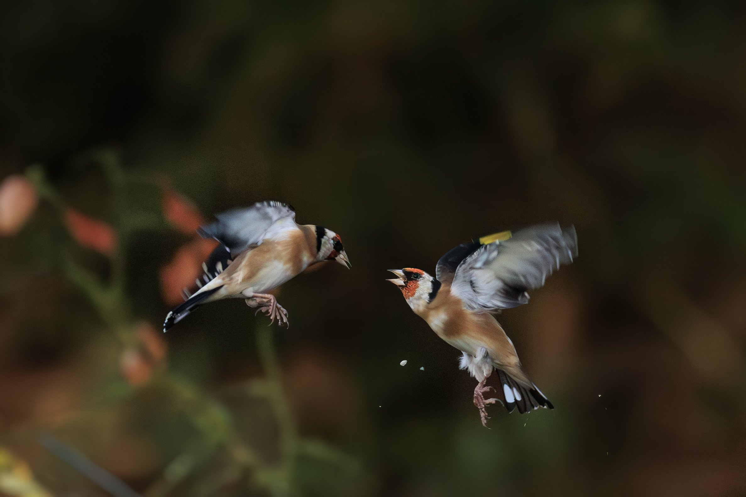 Goldfinches Fighting.jpg