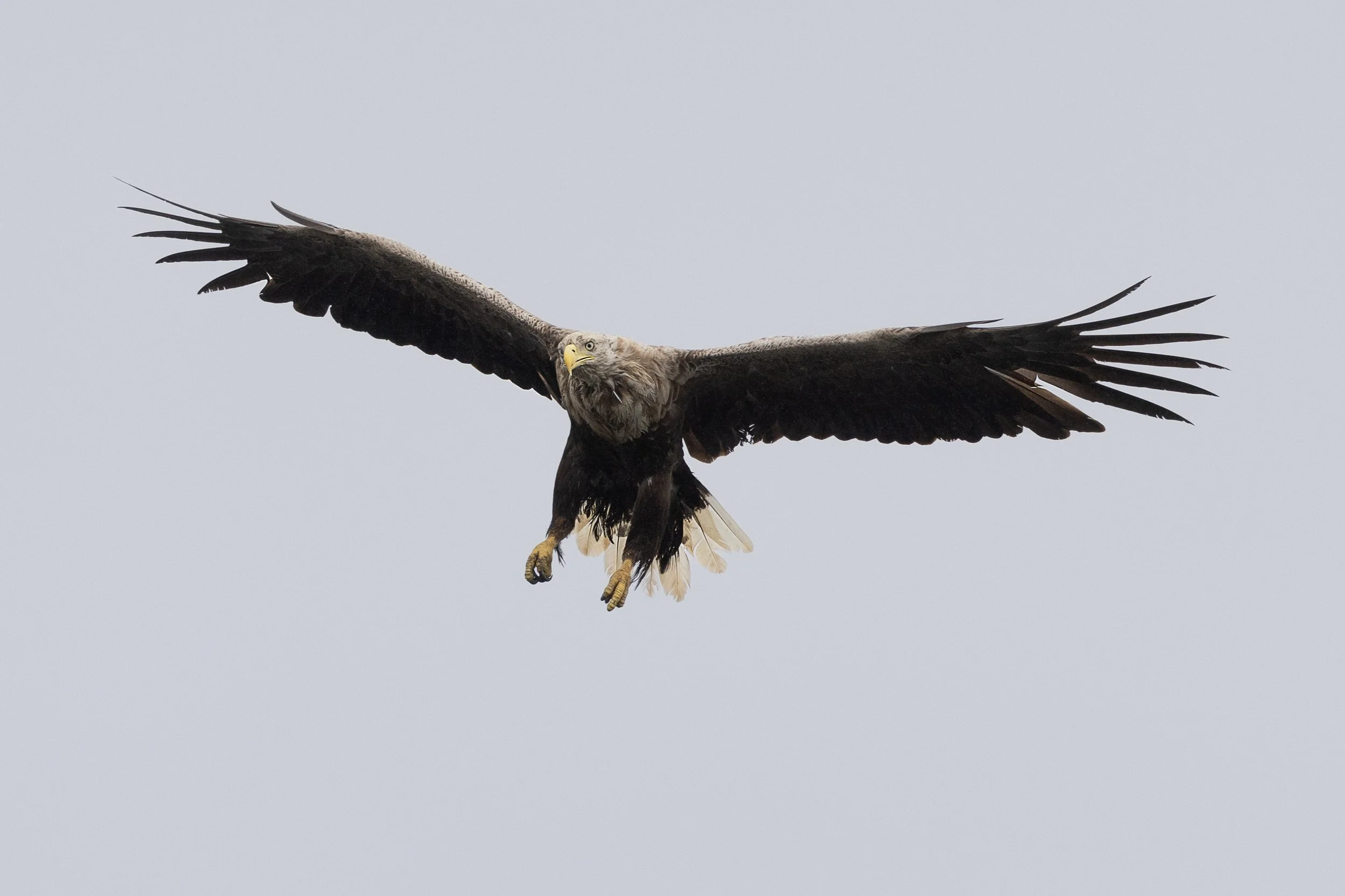 Eagle.jpg