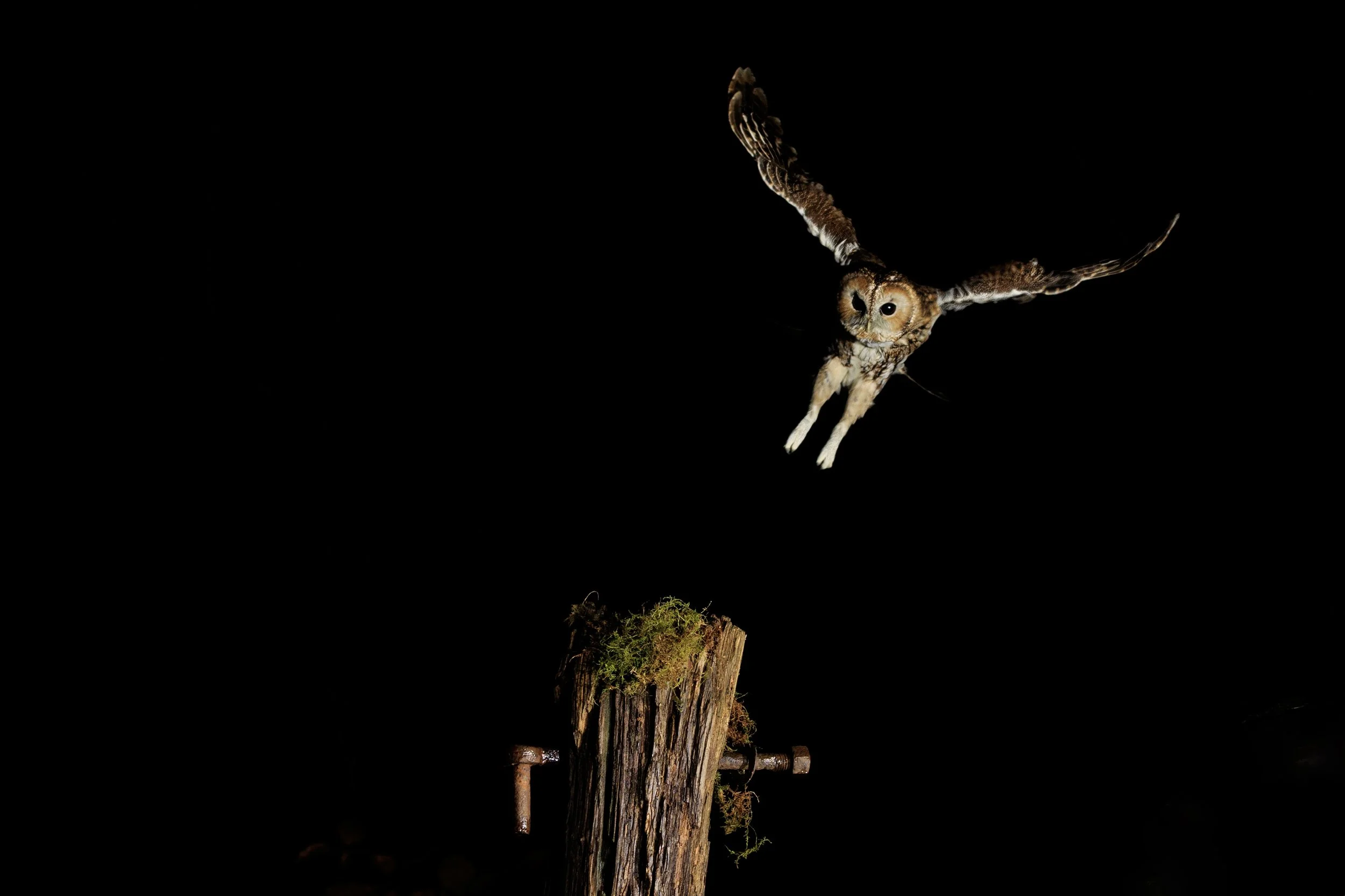 Tawny Owl in Flight.jpg