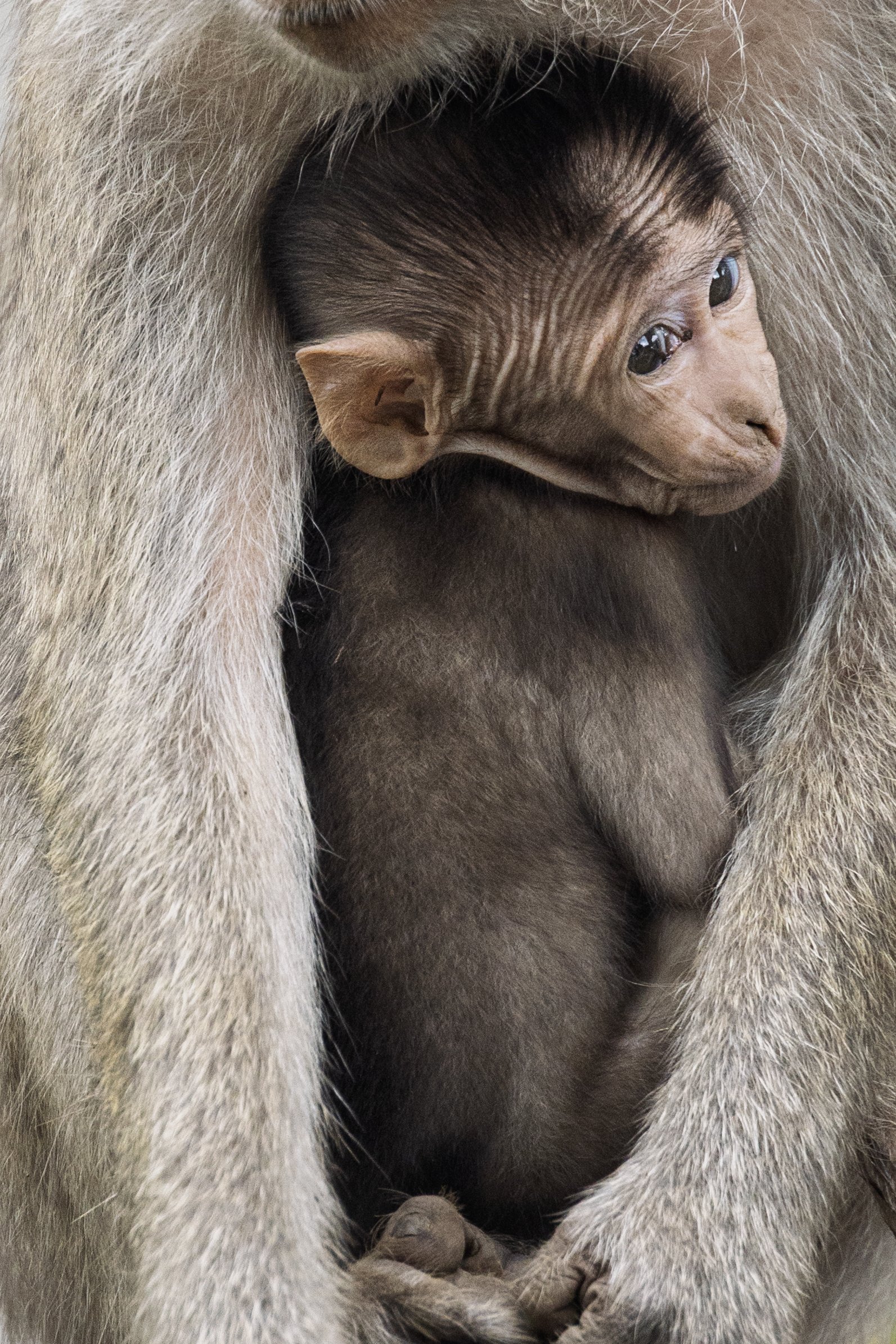 Baby Macaque.jpg