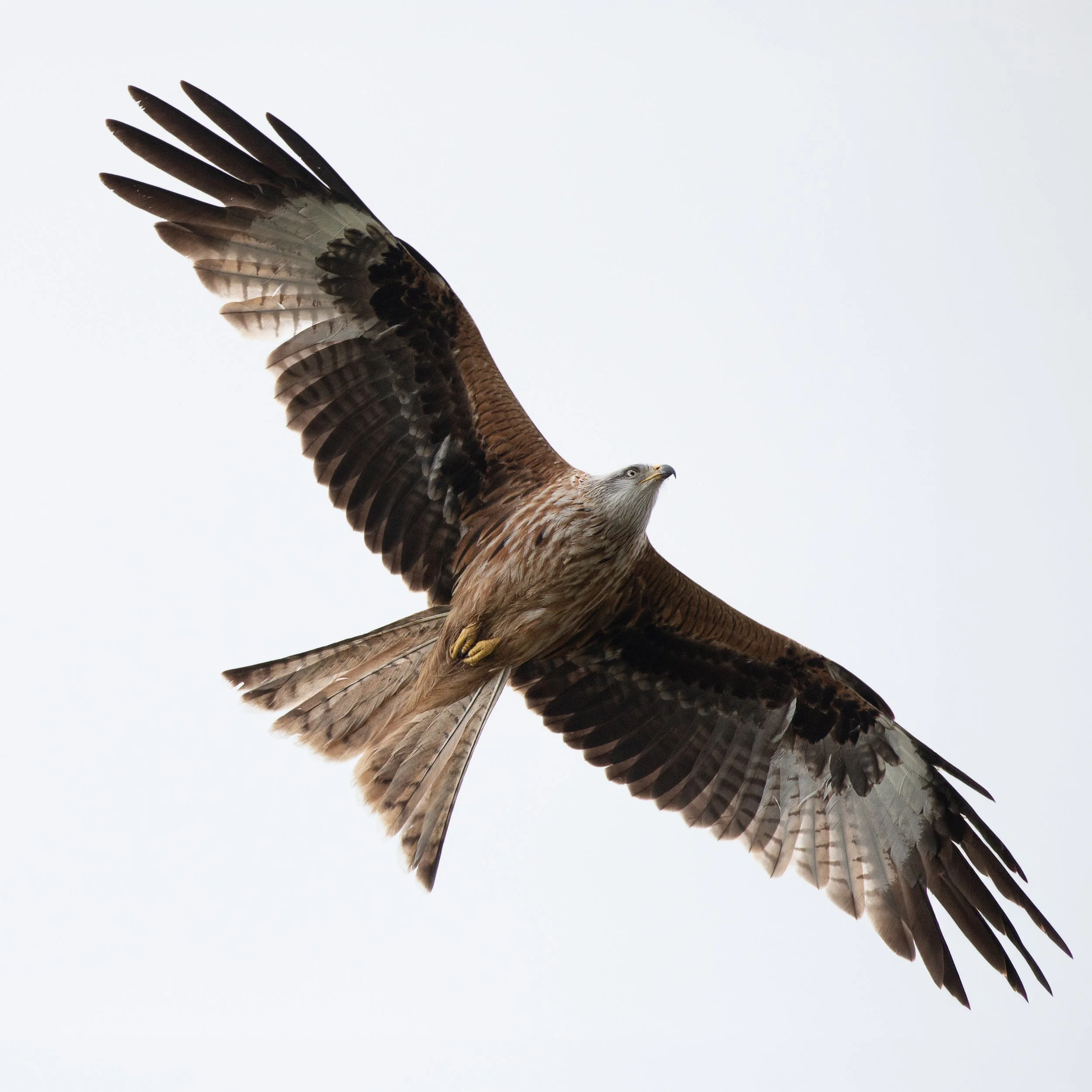 Red Kite.jpg