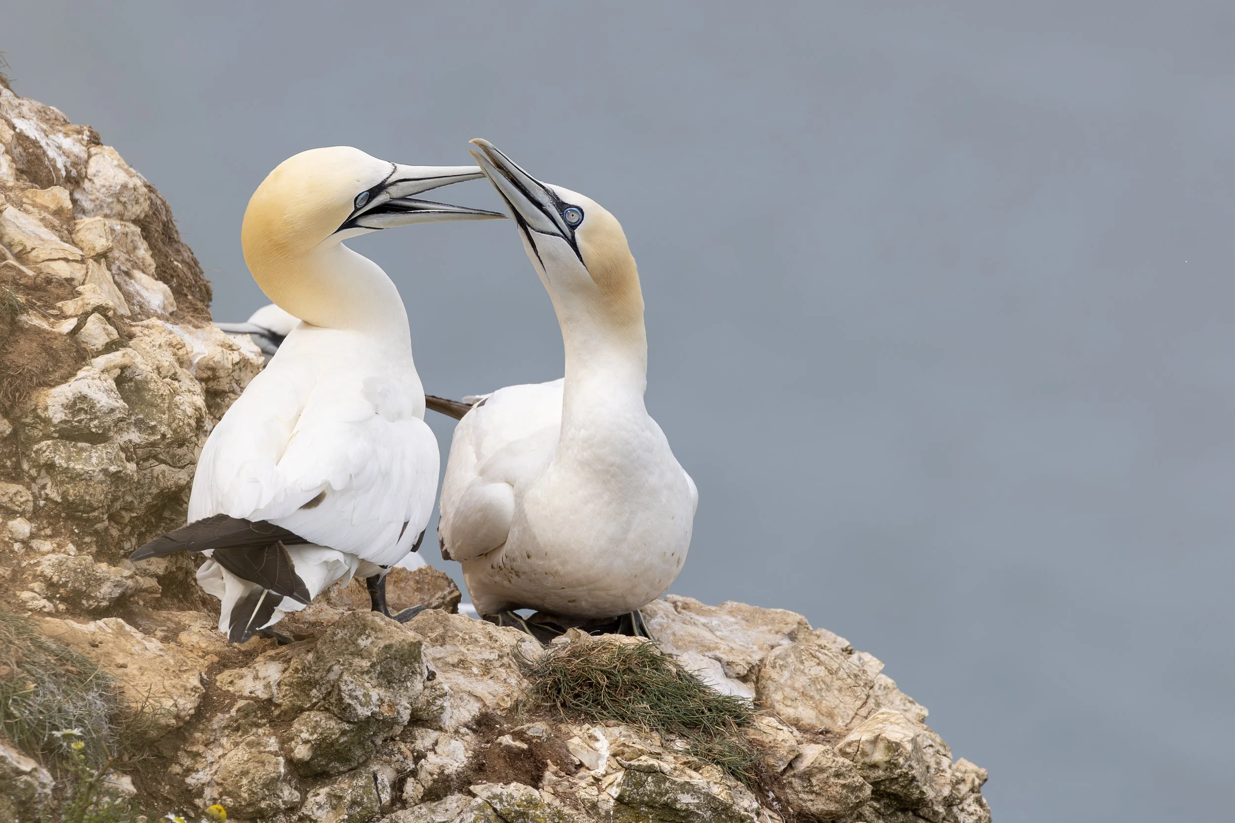 Gannets.jpg