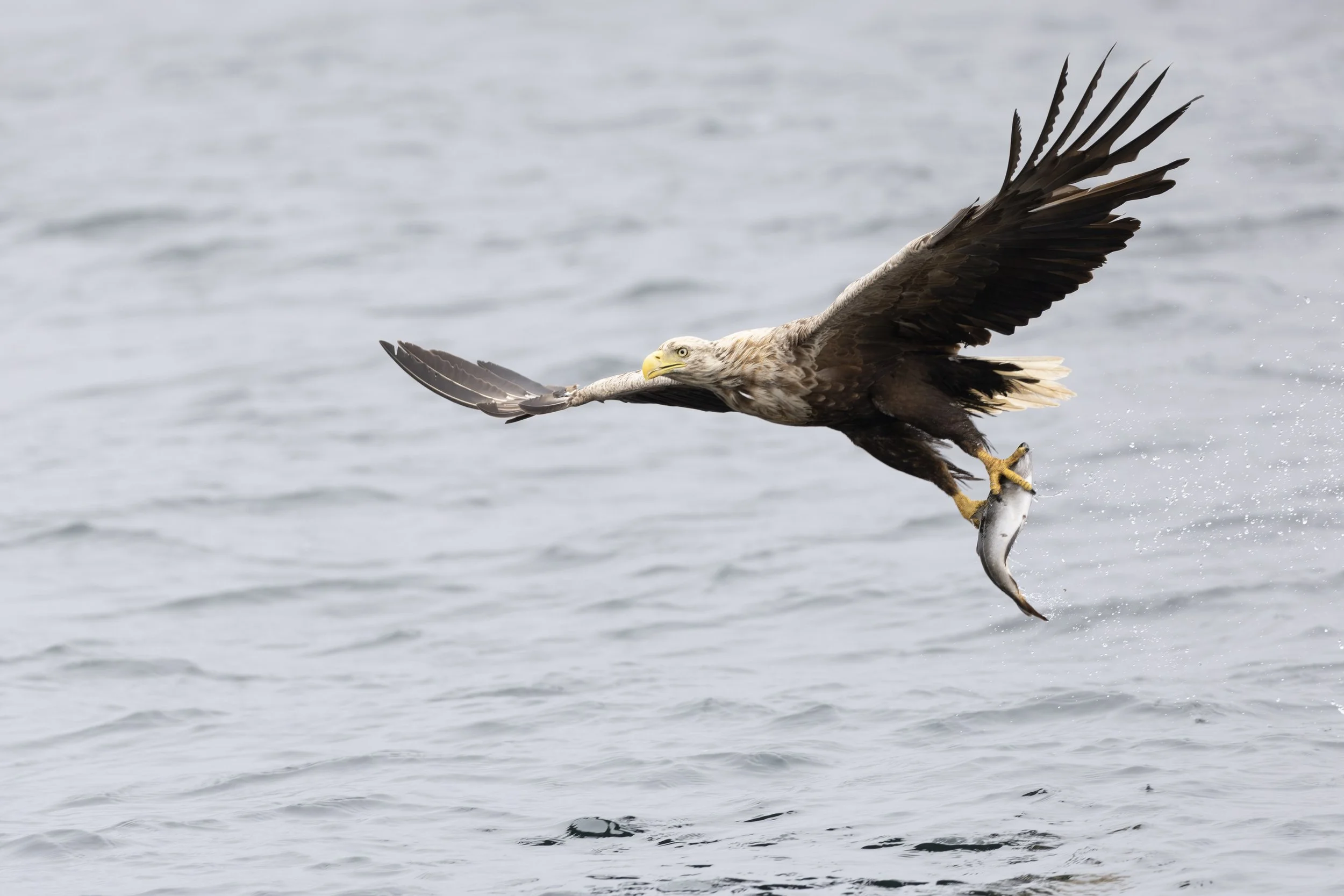 Eagle with Fish.jpg