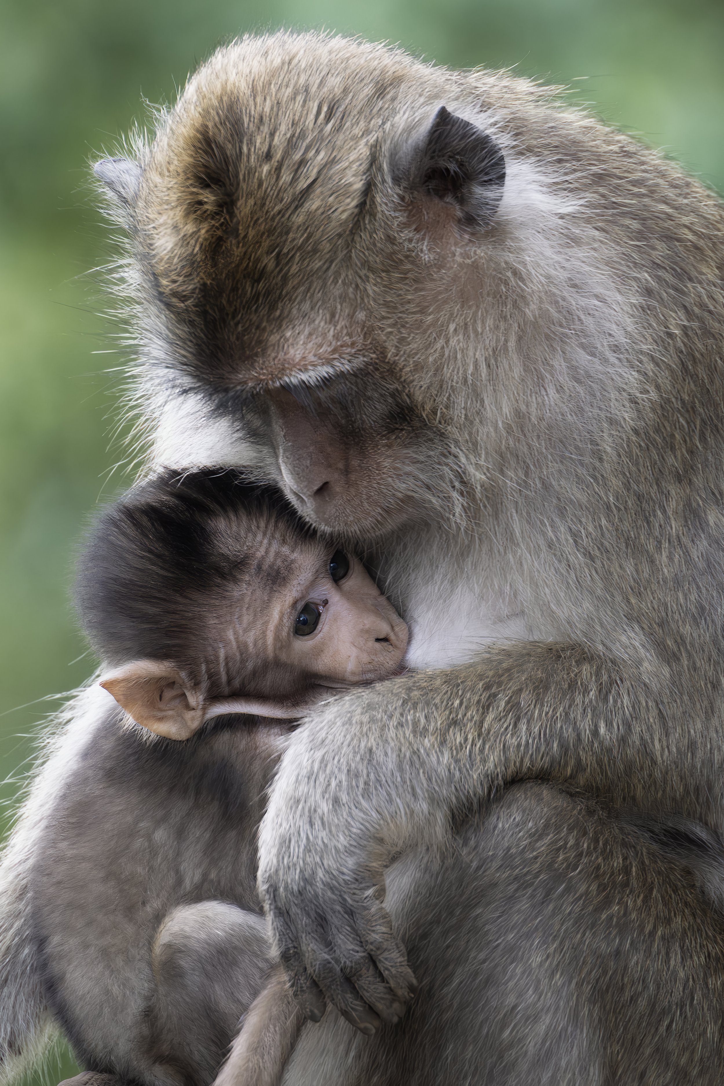 Long-tailed Macaque Mother and Baby.jpg