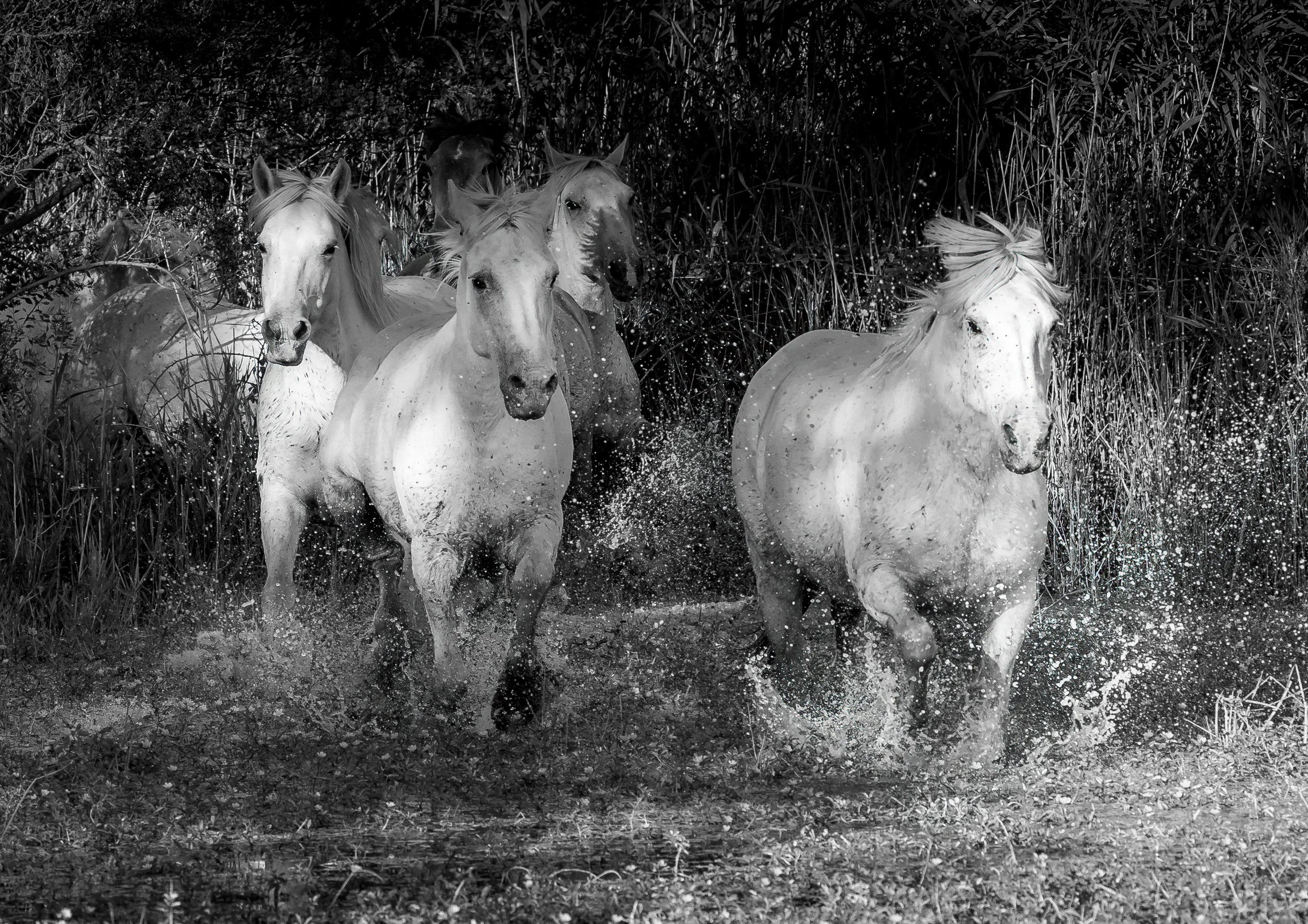 Horses in the Marsh,, Camargue.jpg