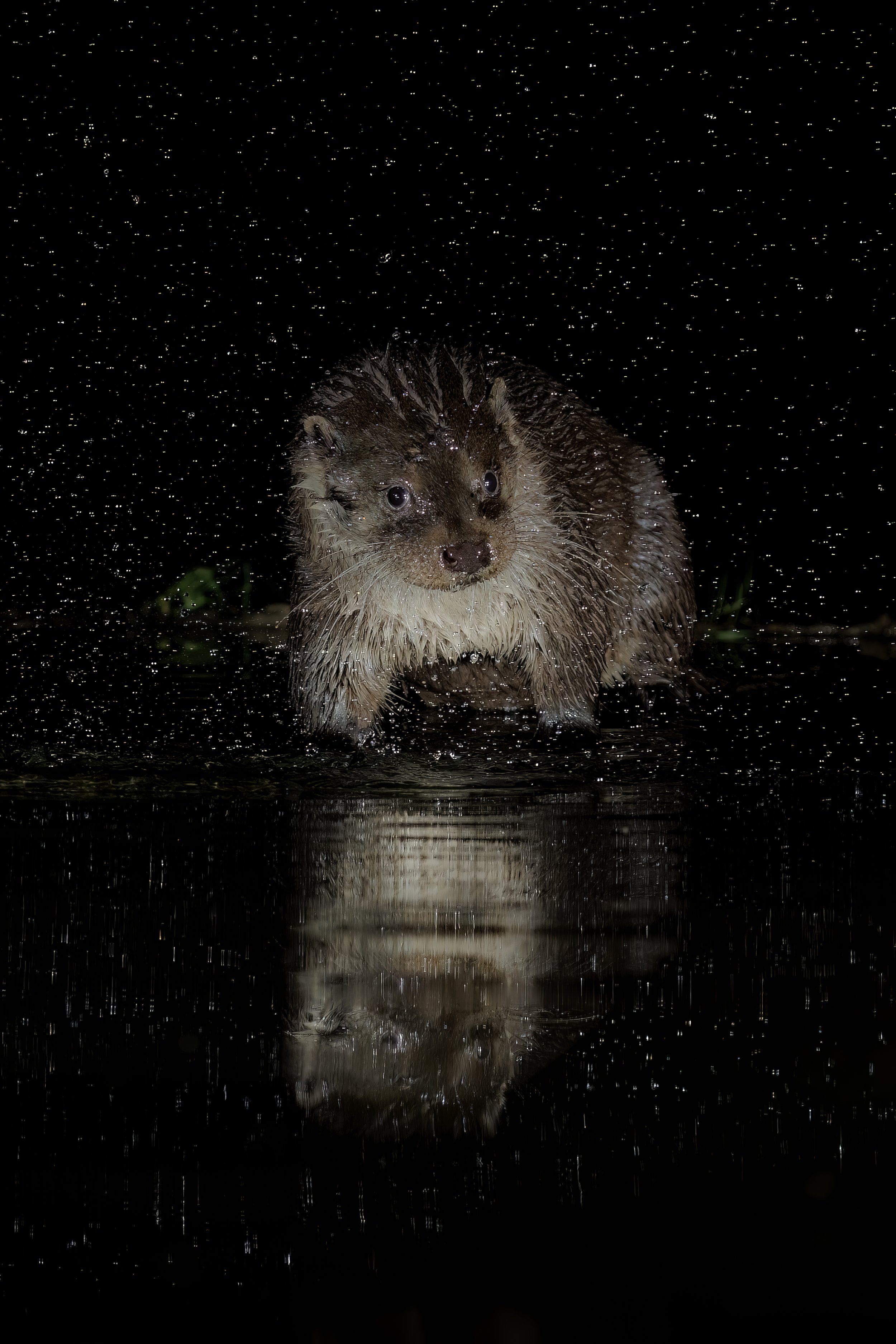 Otter emerging from the water.jpg
